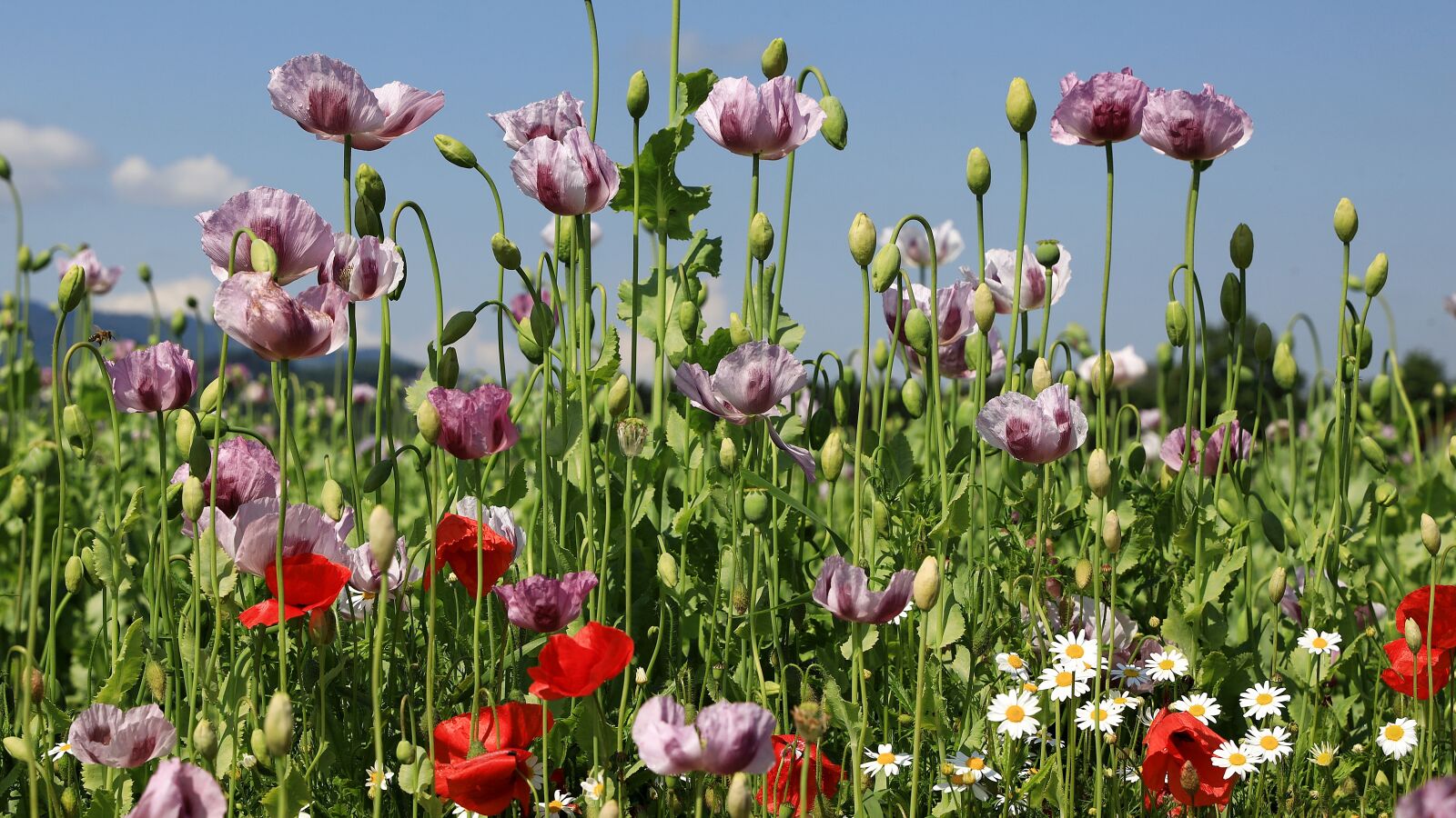 Canon EOS R sample photo. Field of poppies, poppies photography