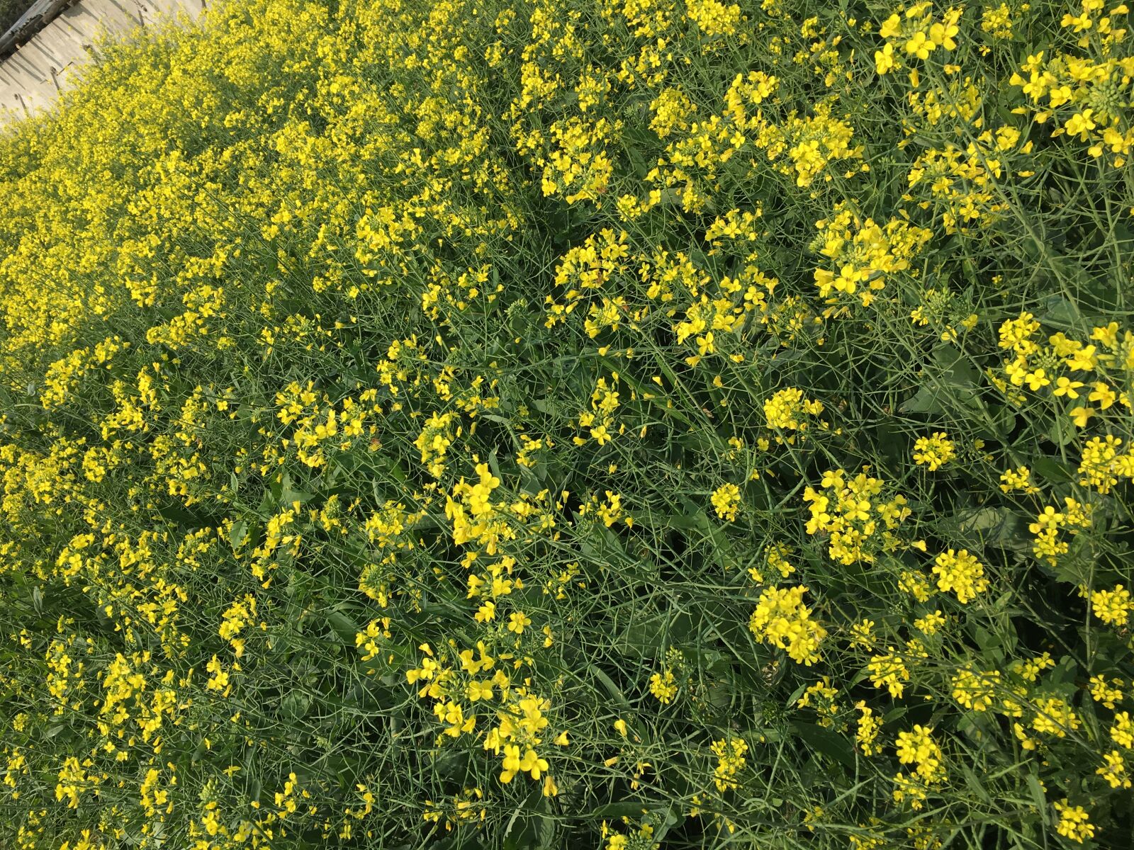 Apple iPhone 6s sample photo