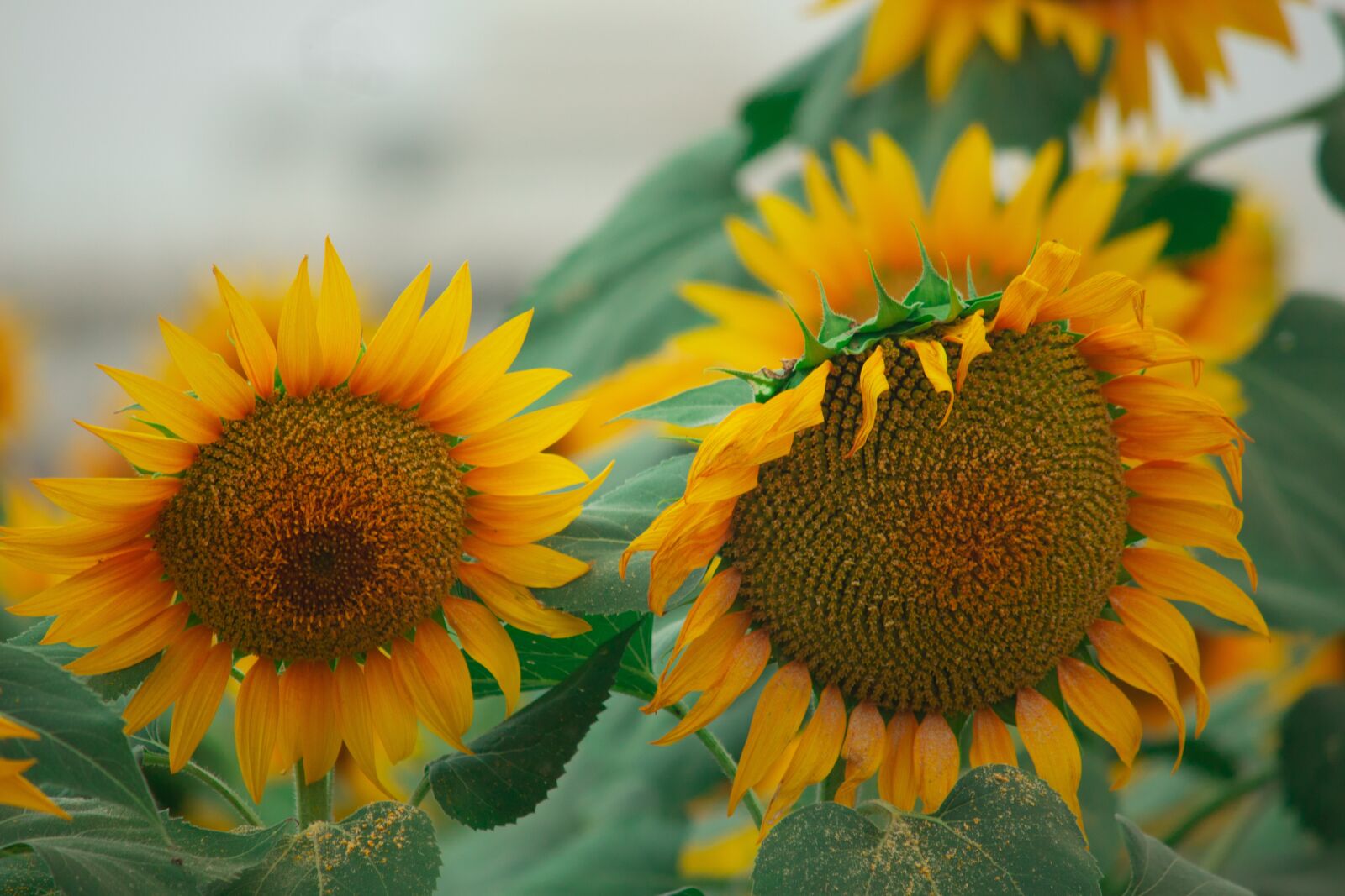 Canon EOS 700D (EOS Rebel T5i / EOS Kiss X7i) sample photo. Sun flower, flowers, yellow photography