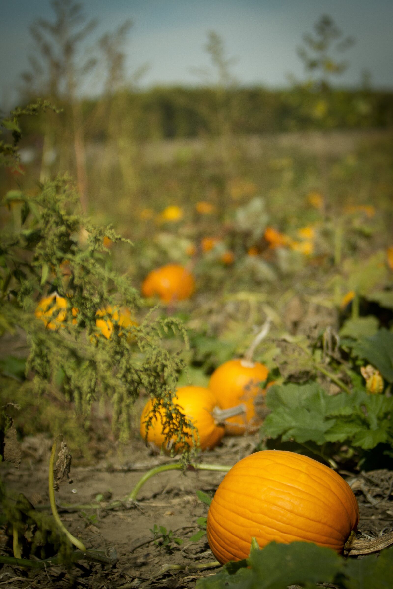 Canon EOS 7D + Canon EF 70-200mm F2.8L IS USM sample photo. Pumpkin, pumpkin patch, pumpkin photography