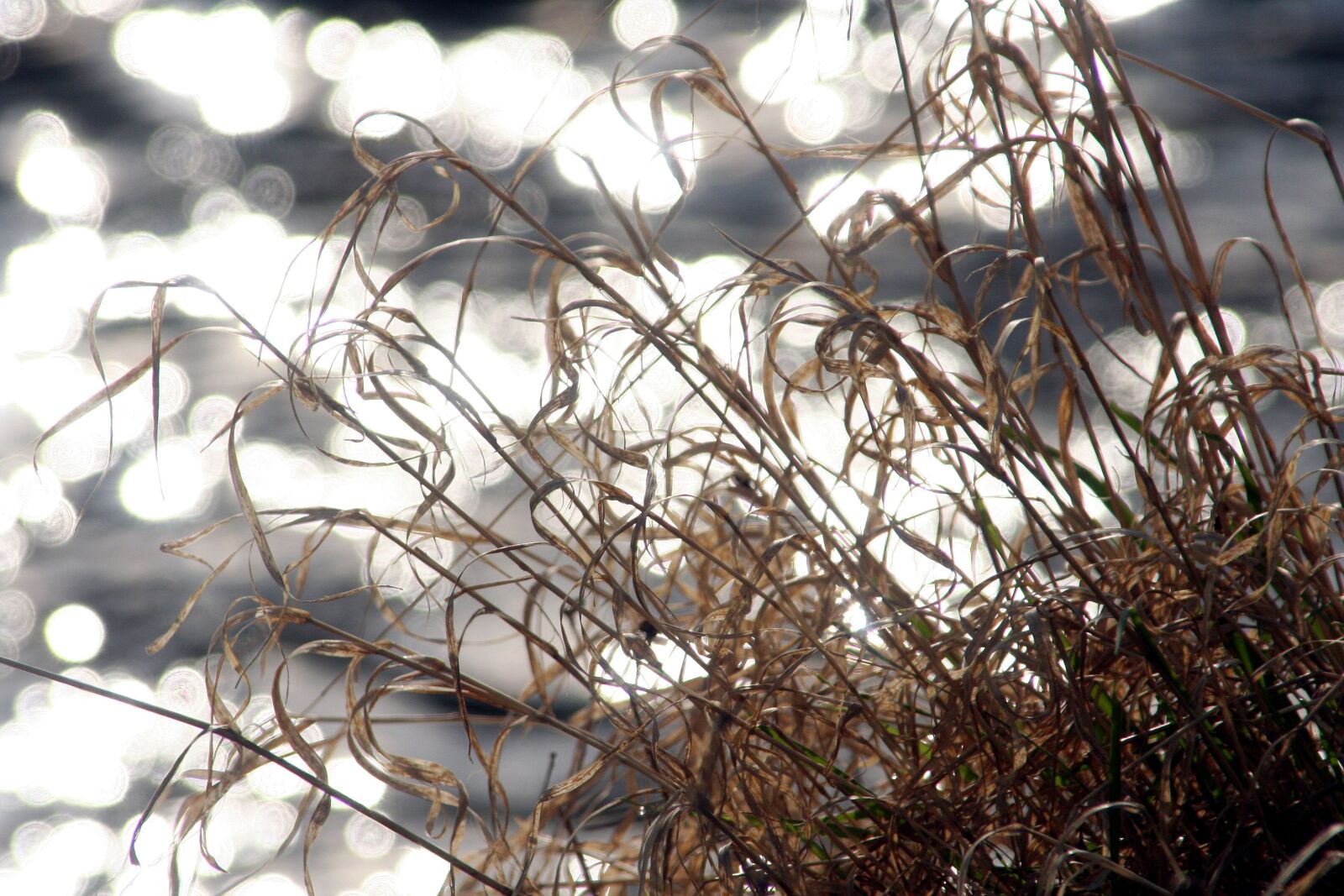 Canon EOS 350D (EOS Digital Rebel XT / EOS Kiss Digital N) sample photo. Grass, water, reflection photography
