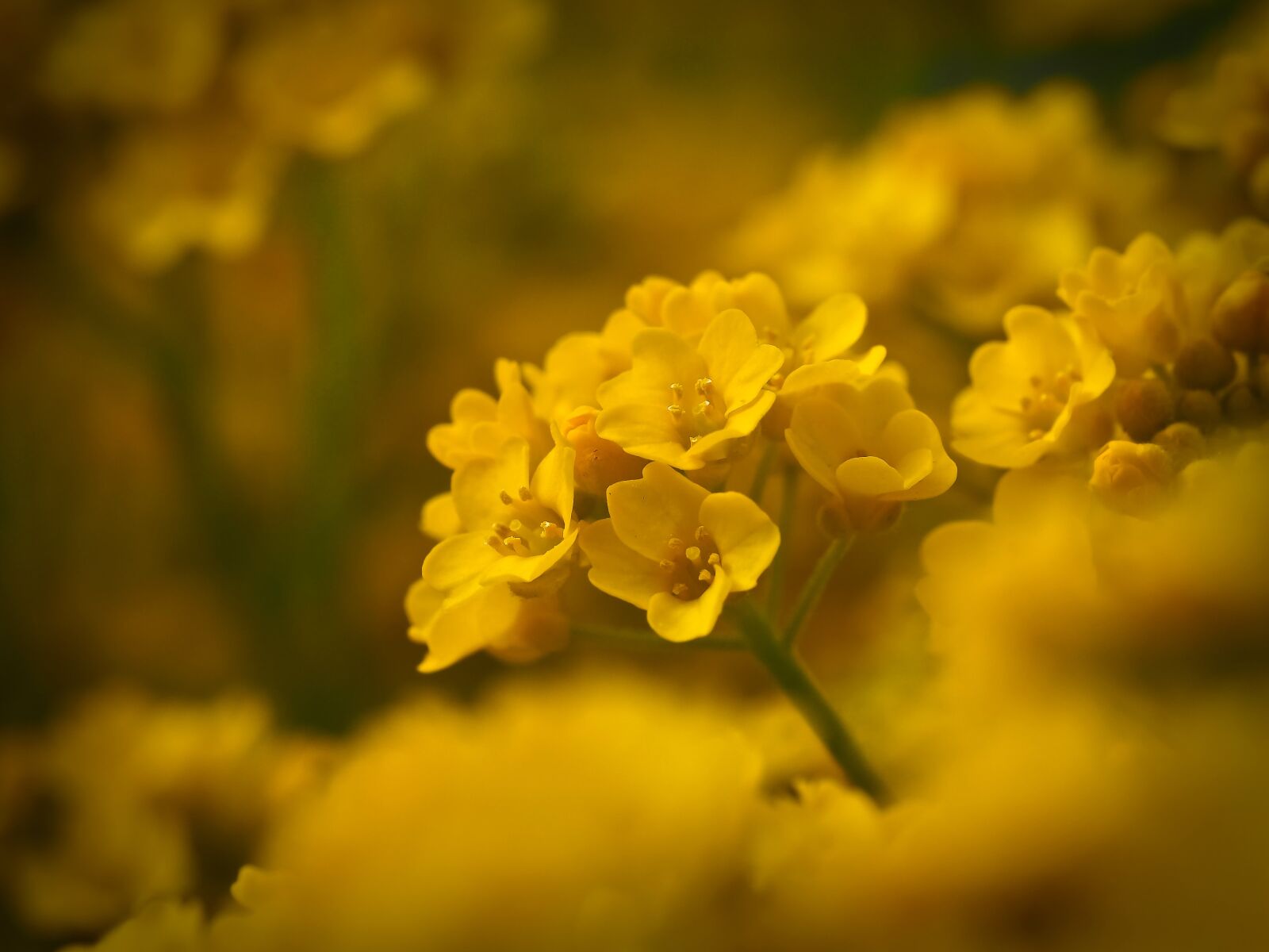 Olympus OM-D E-M10 sample photo. Smooth brillensch tchen, brillensch photography