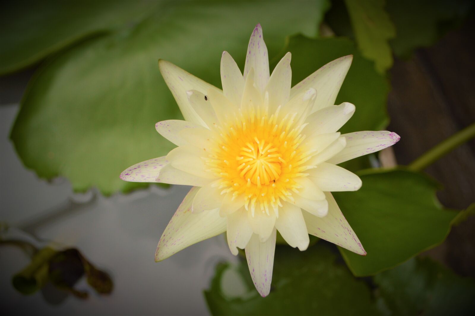 Nikon D3200 sample photo. Lotus, white lotus flower photography