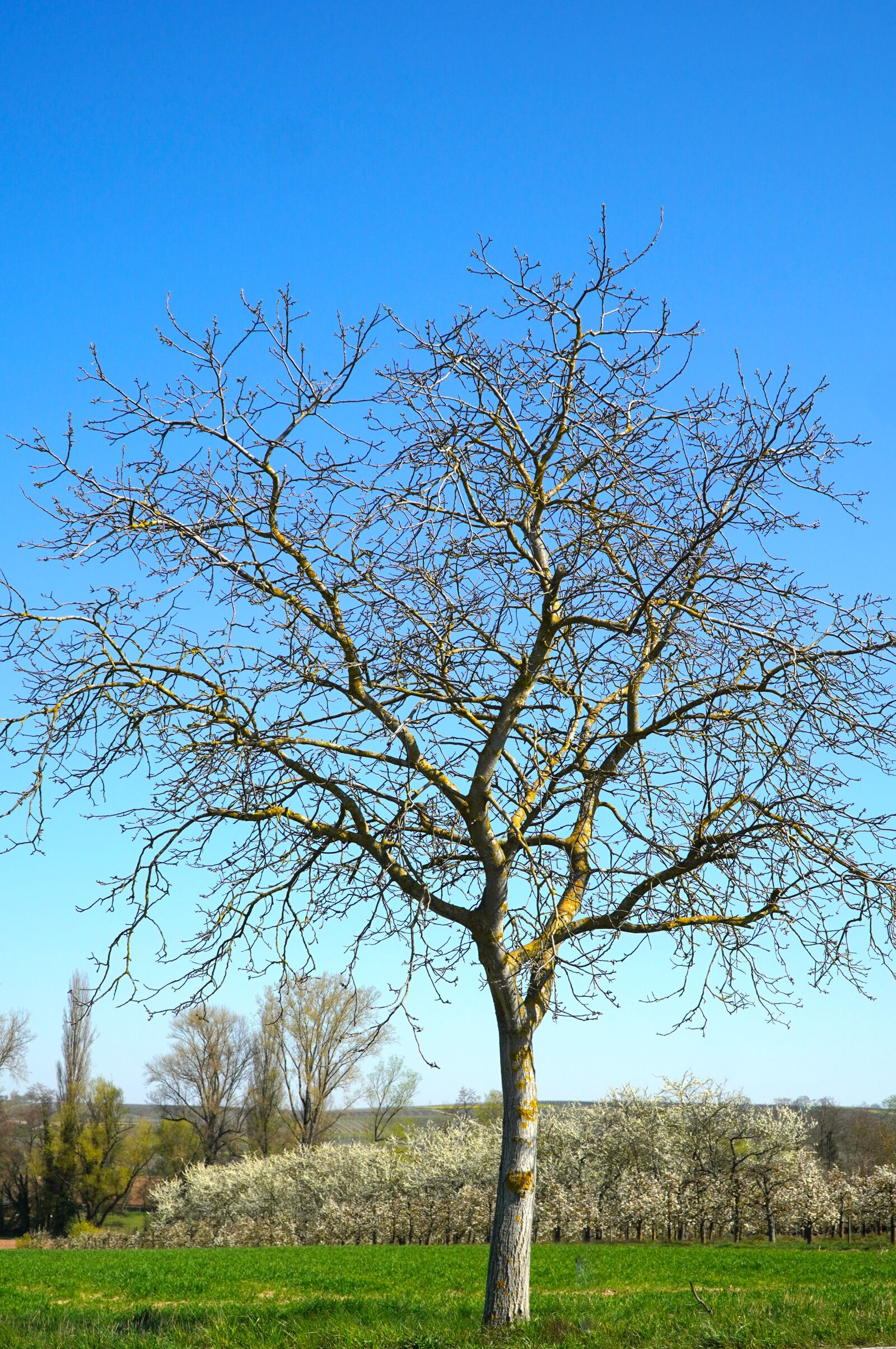 Sony E PZ 18-105mm F4 G OSS sample photo. Tree, spring, nature photography