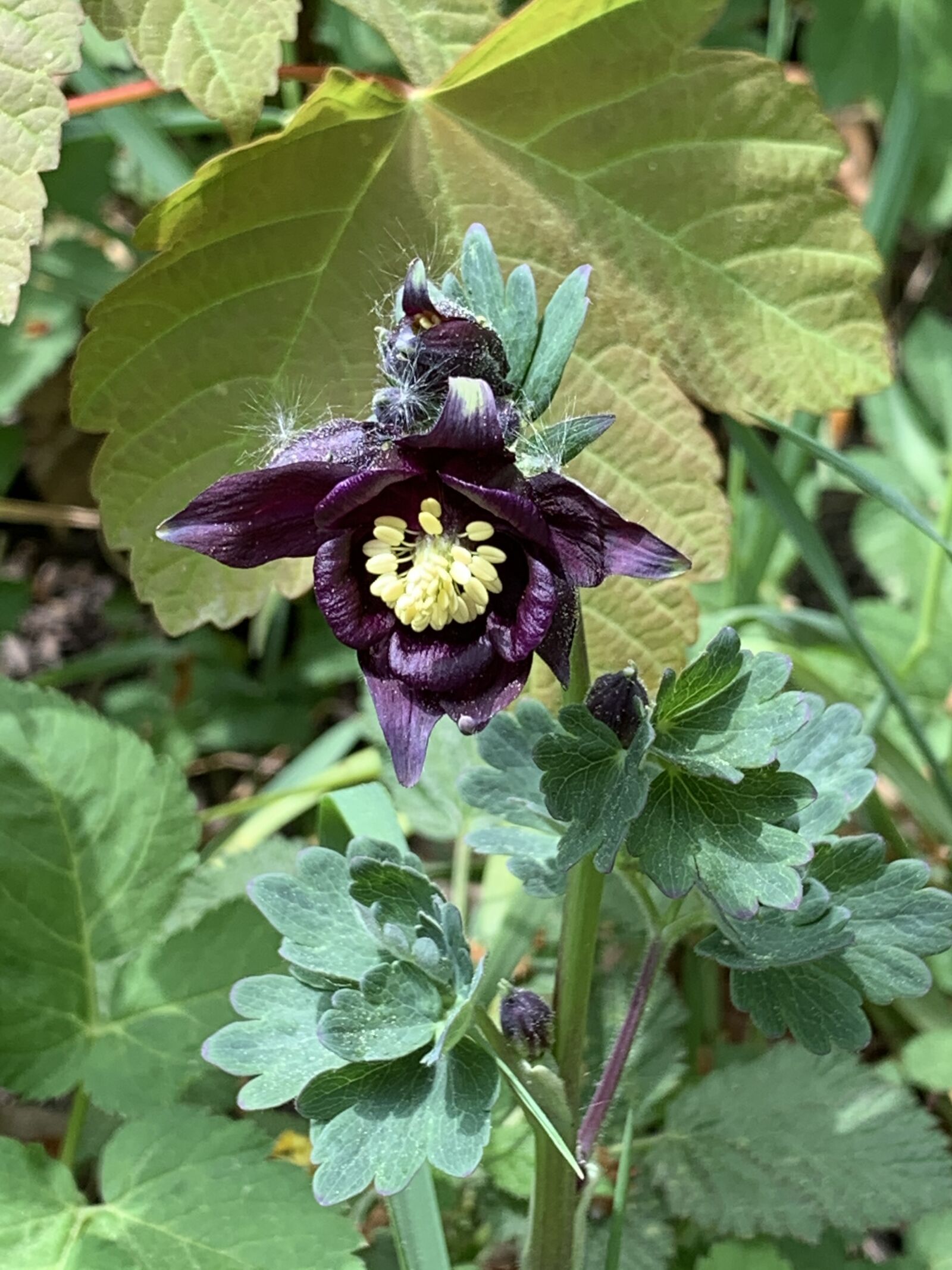 Apple iPhone XR sample photo. Columbine, spring, blossom photography
