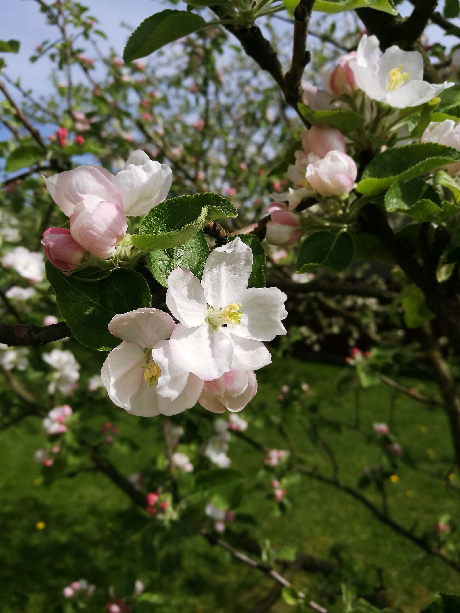 HUAWEI P9 sample photo. Spring, apple tree, apple photography