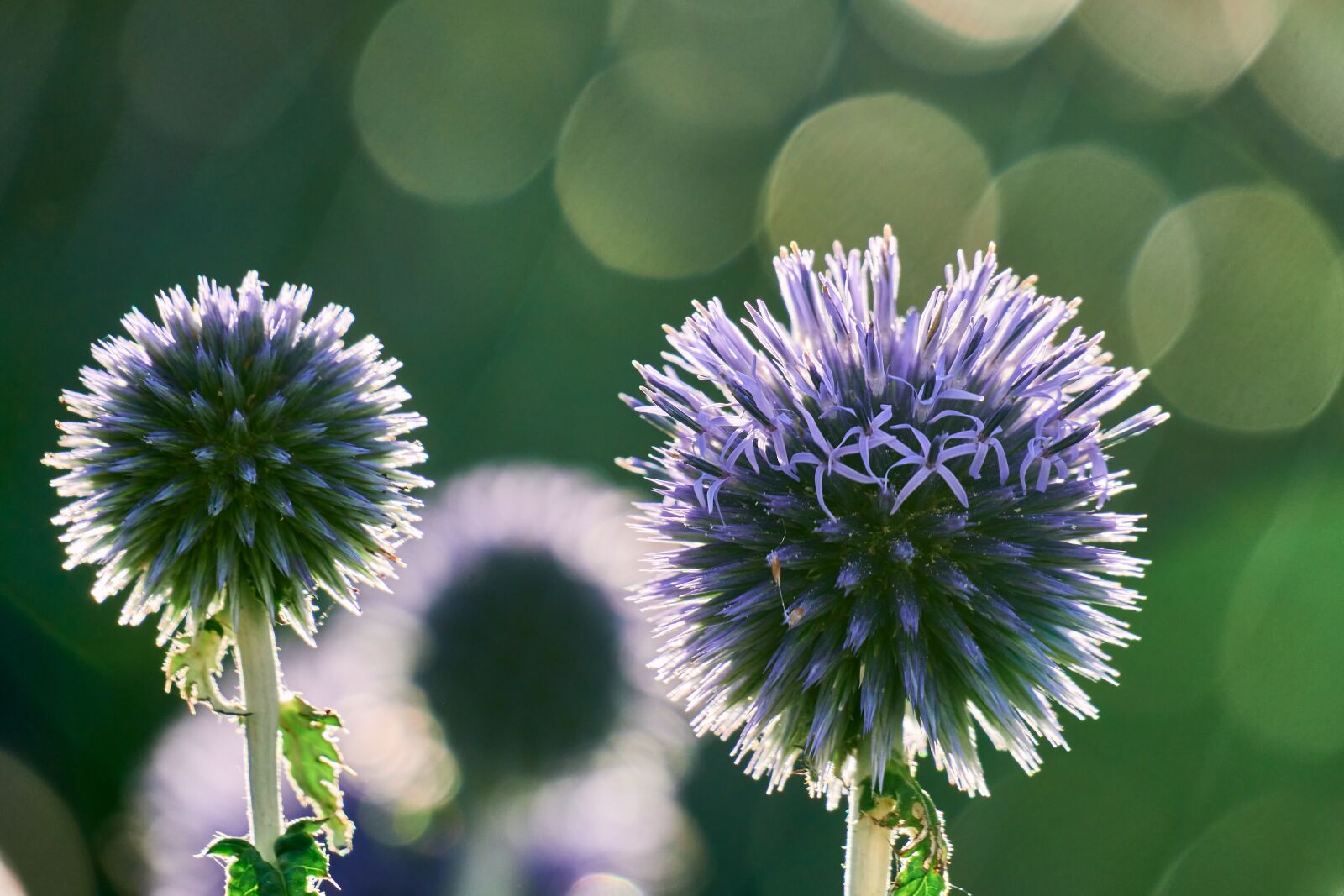 Sony E 70-350mm F4.5-6.3 G OSS sample photo. Thistle, blossom, bloom photography