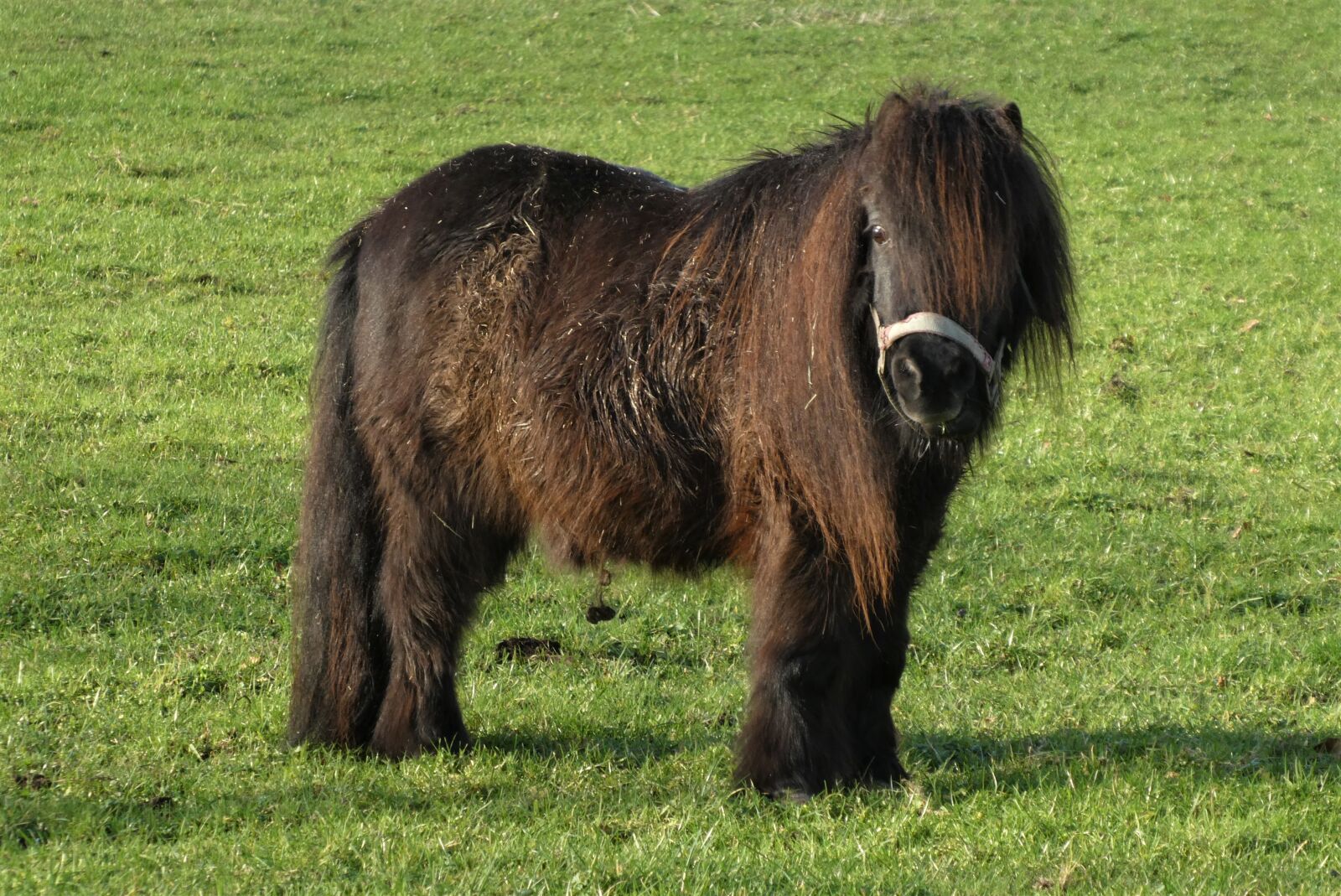 Panasonic Lumix DC-ZS70 (Lumix DC-TZ90) sample photo. Pony, pasture, grass photography