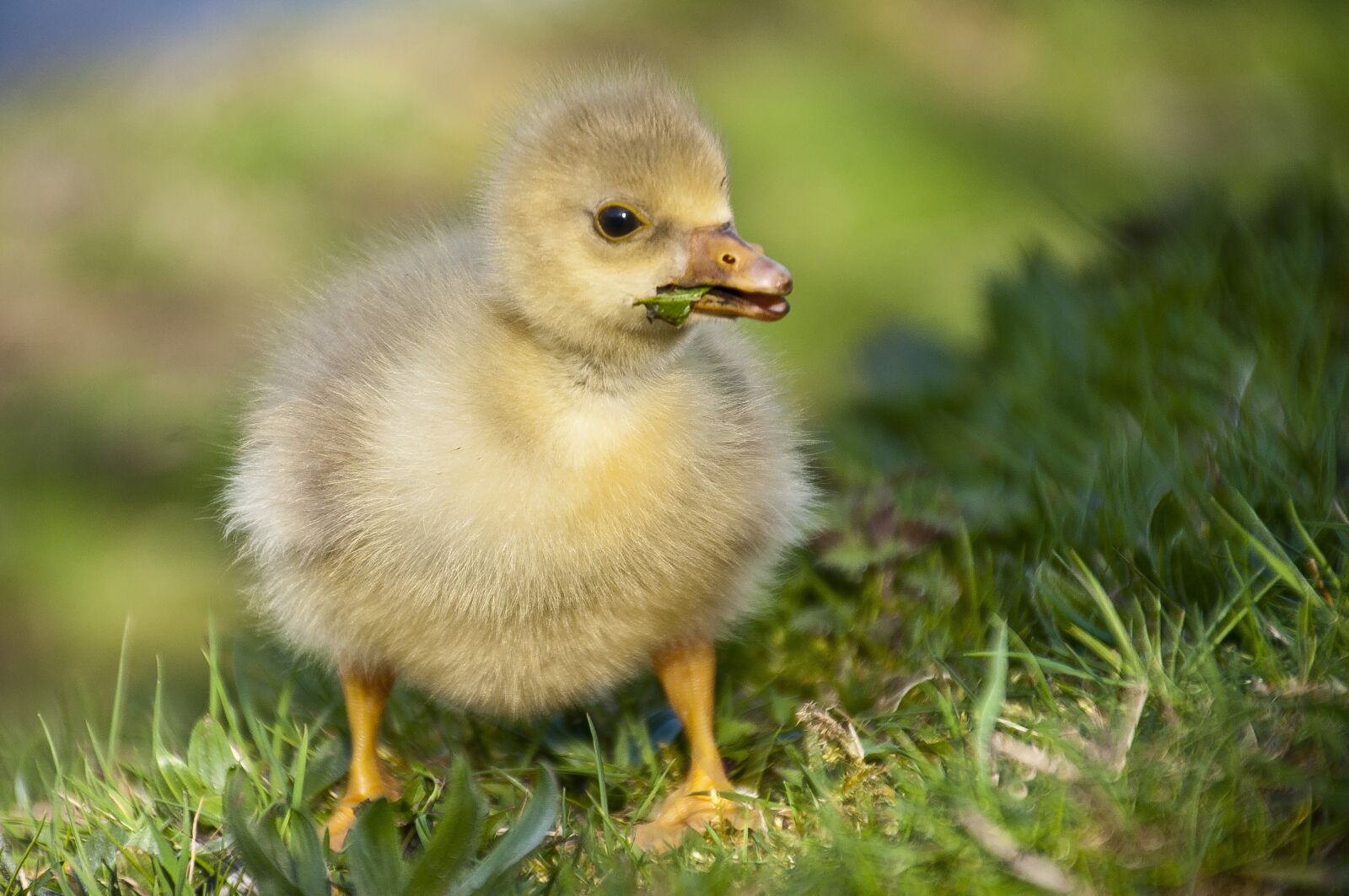 Nikon D5000 sample photo. Duck, baby, bird photography