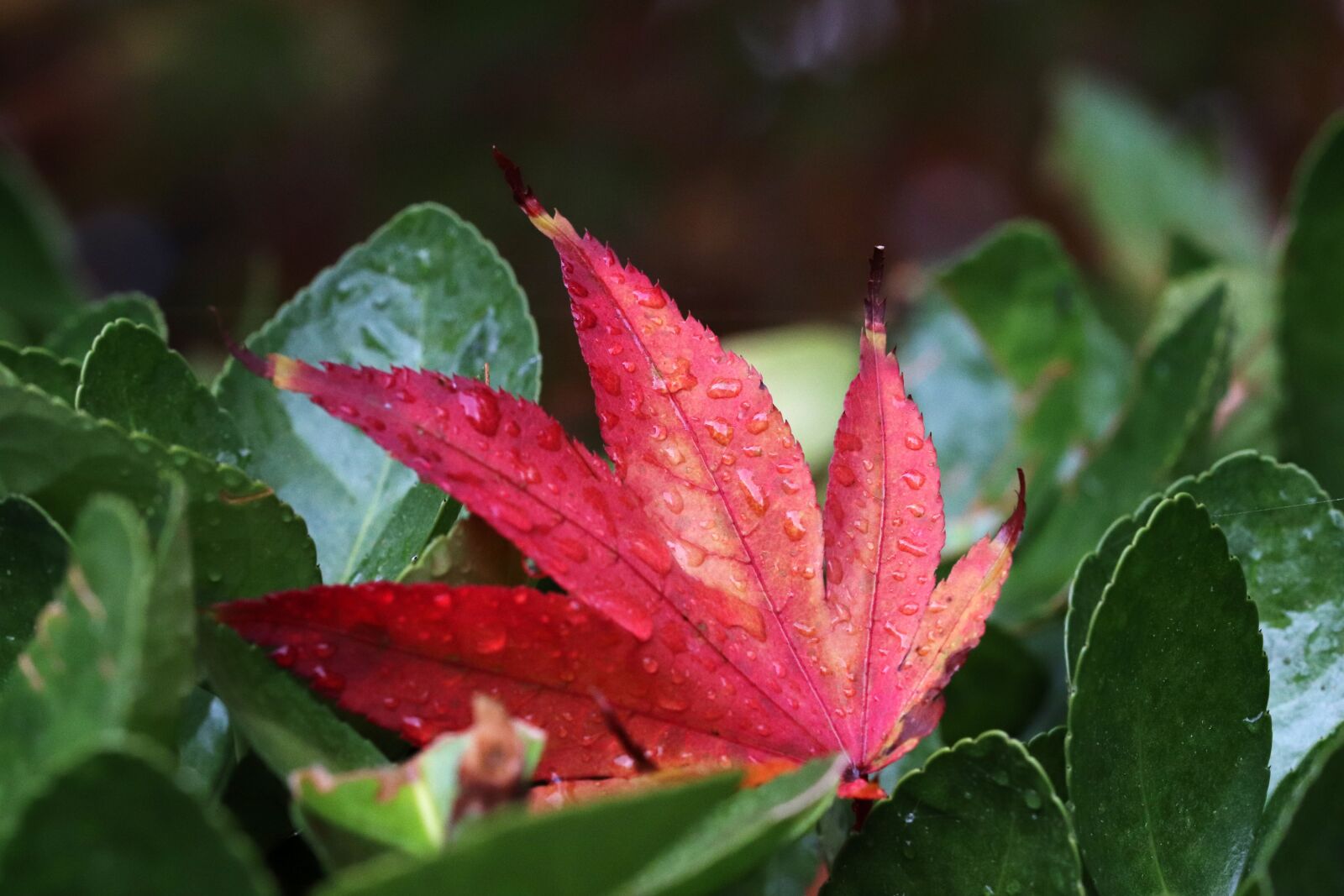 Canon EOS 800D (EOS Rebel T7i / EOS Kiss X9i) sample photo. Autumn leaves, maple, the photography
