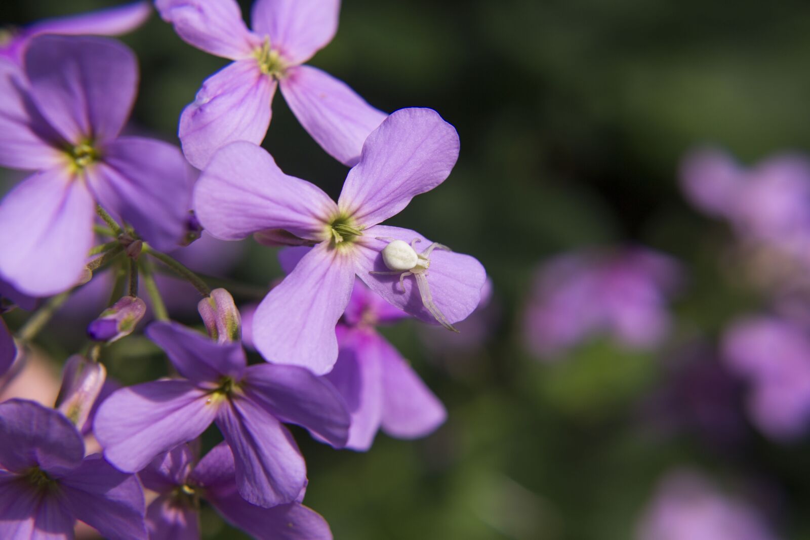 Canon EOS 60D sample photo. Spider, flower, lunaria photography