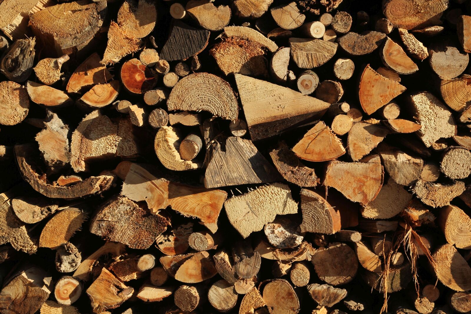 Canon EOS 60D sample photo. Growing stock, wood, holzstapel photography