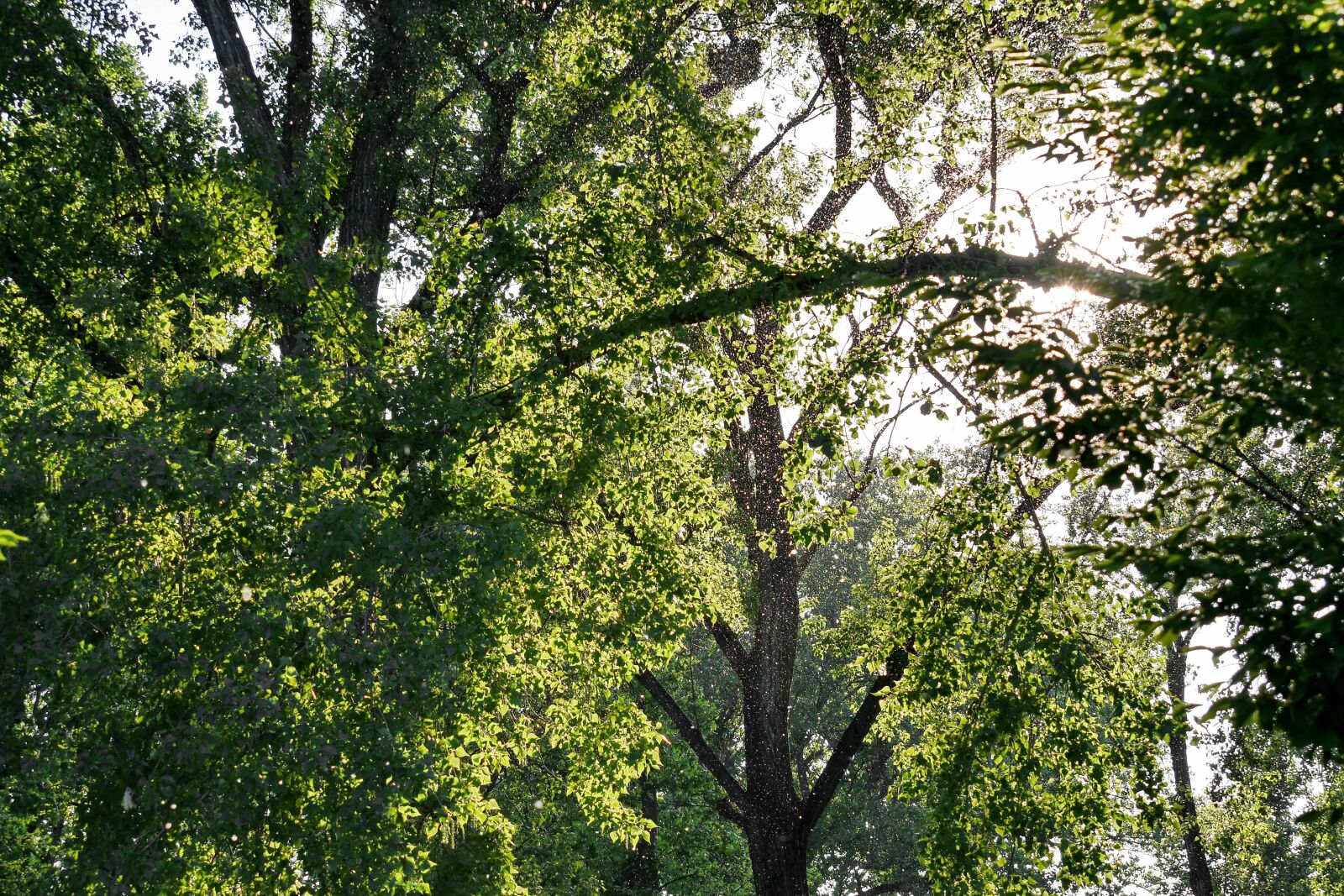 Nikon D5500 sample photo. Forest, sunrays, sunshine, park photography