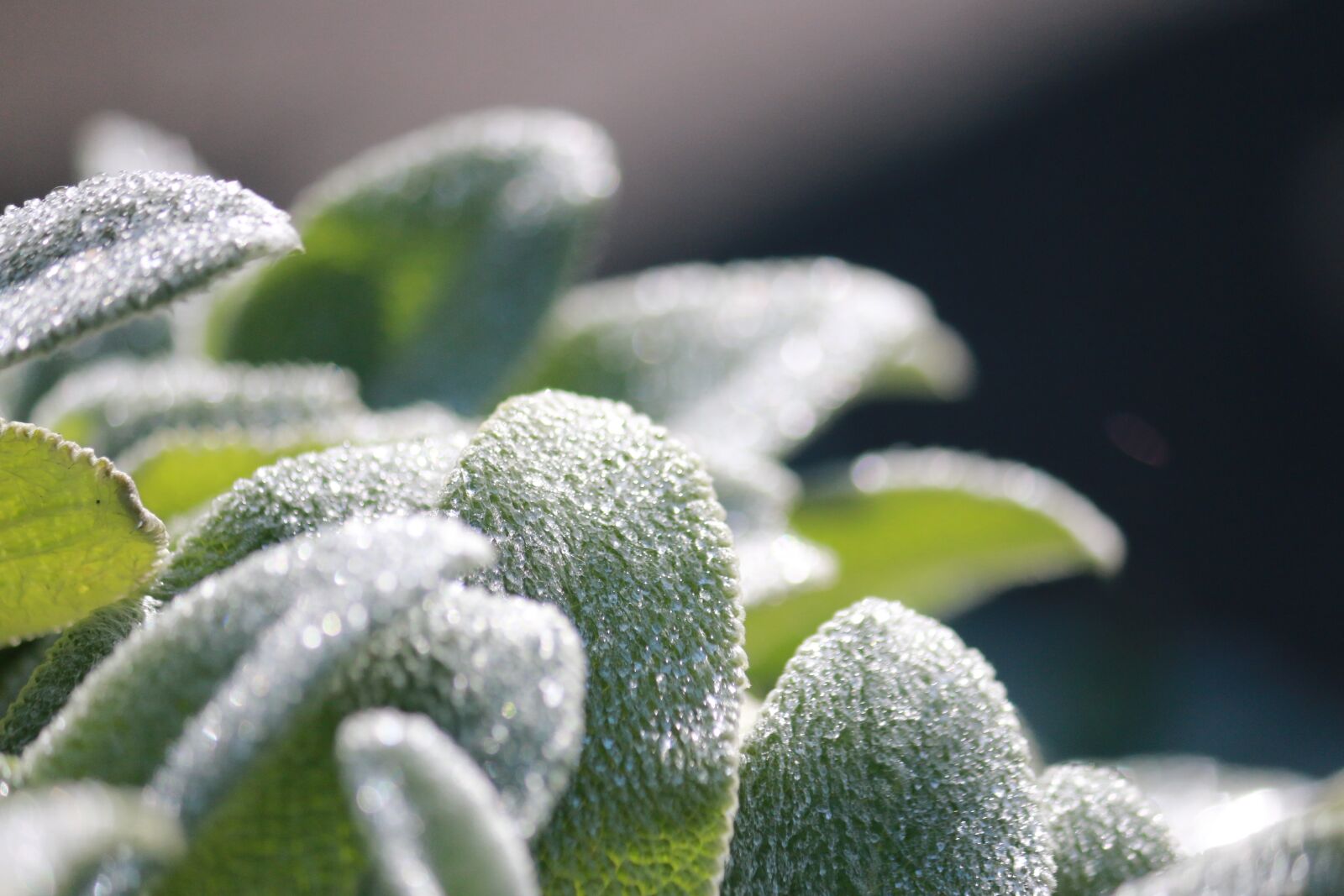 Canon EOS 70D sample photo. Dew, plant, rain photography