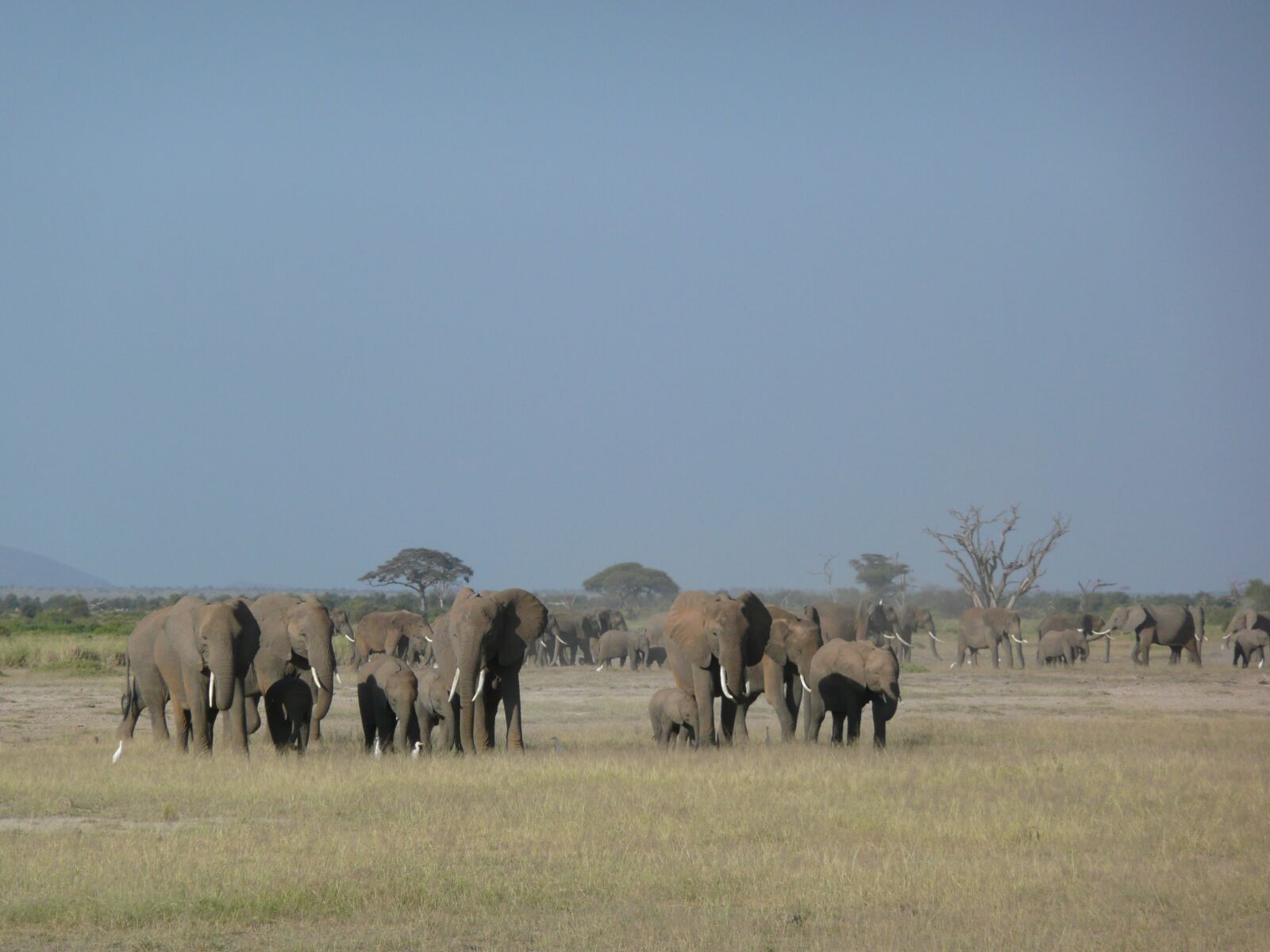 Panasonic DMC-TZ3 sample photo. Elephants, family, wildlife photography