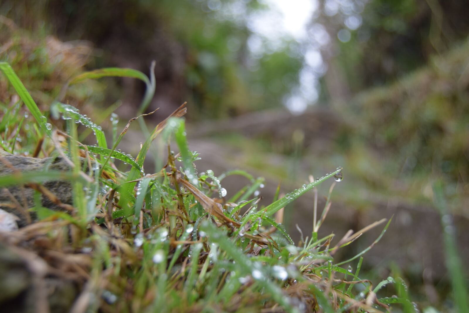Nikon D3300 sample photo. Omitlan, hidalgo, paseo photography