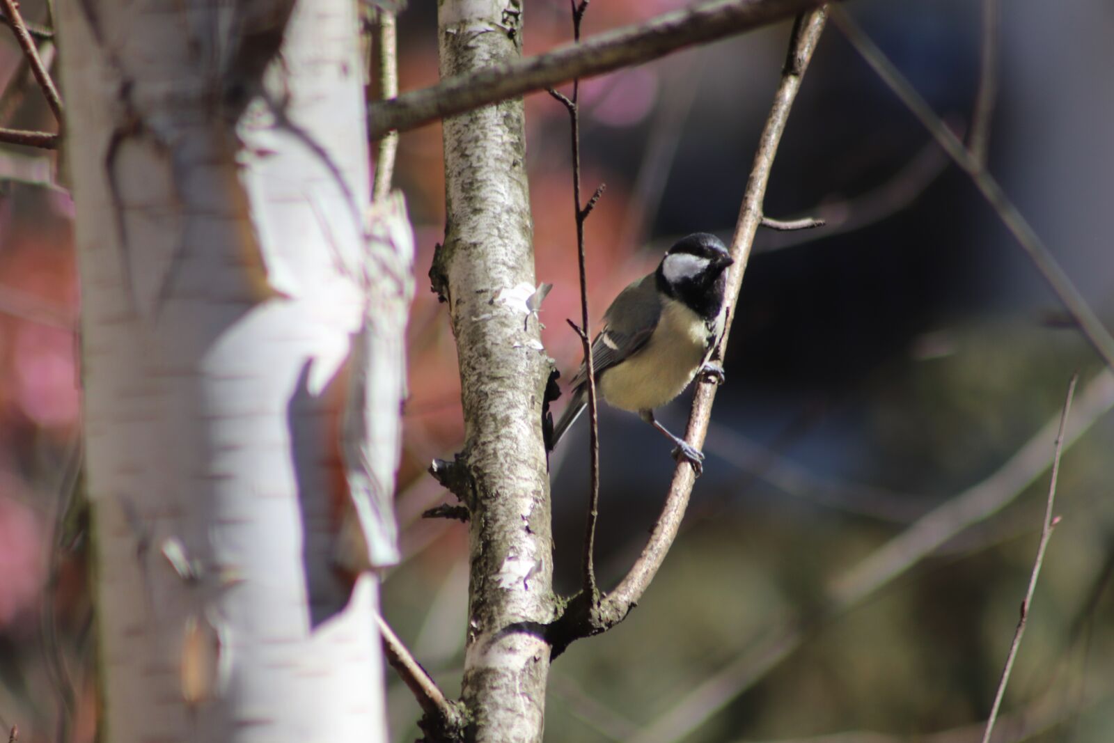 Canon EOS 77D (EOS 9000D / EOS 770D) sample photo. Tit, songbird, small bird photography