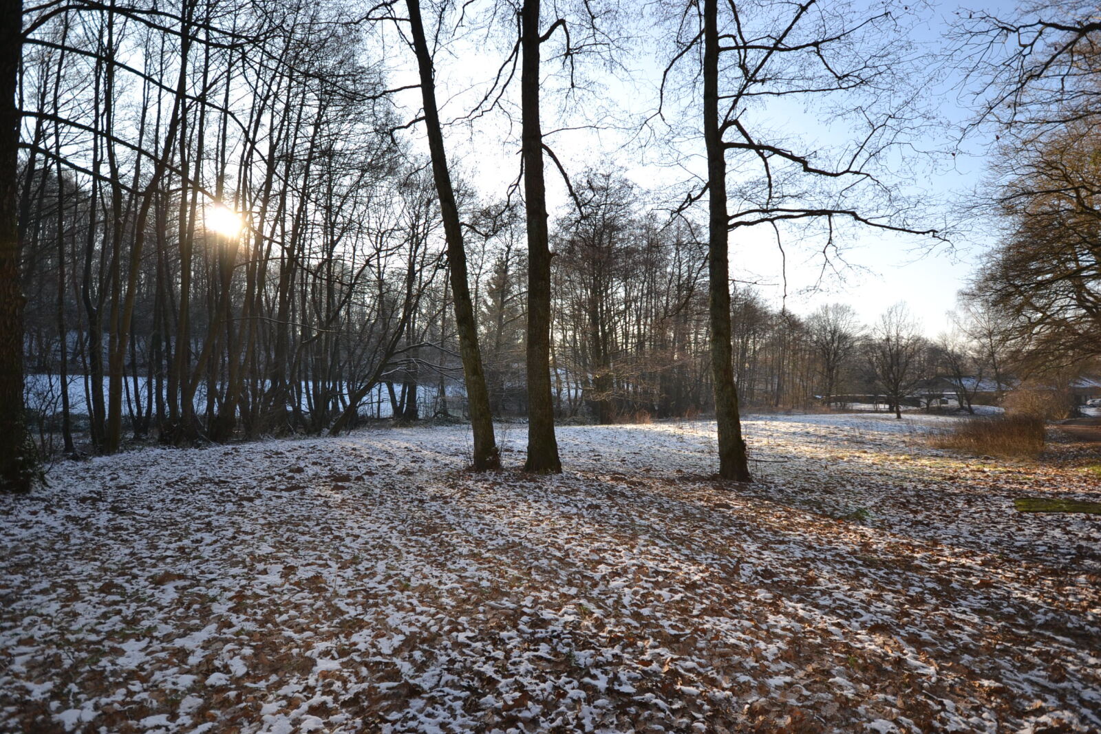 Nikon D3100 + Sigma 10-20mm F4-5.6 EX DC HSM sample photo. Cold, forest, frost, trees photography