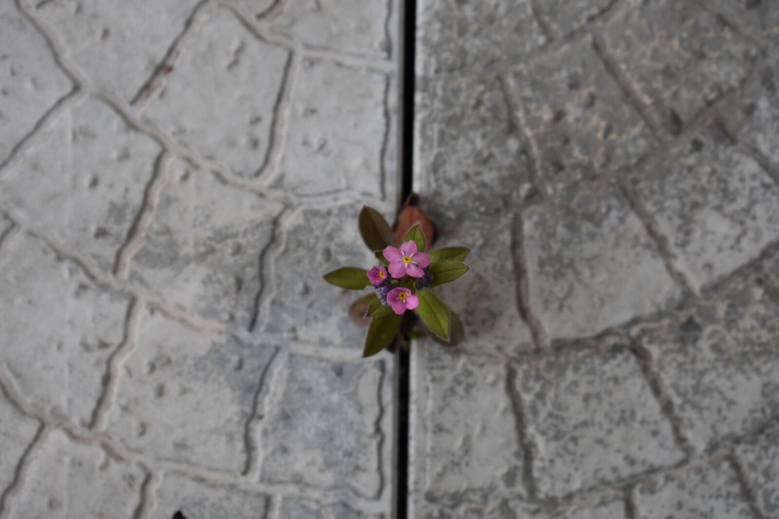 Nikon D3400 sample photo. Flower, spring, life photography