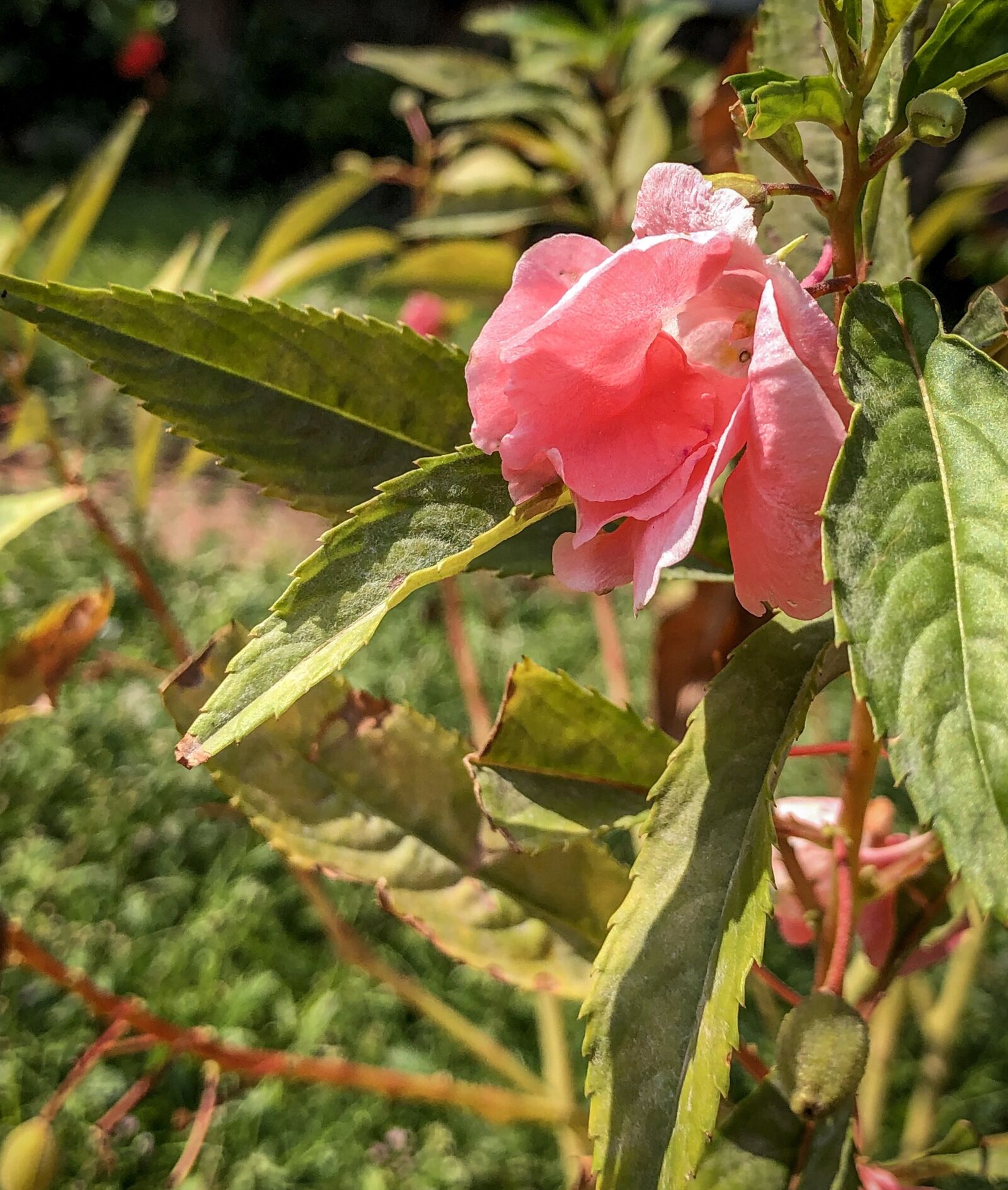 iPhone X back dual camera 4mm f/1.8 sample photo. Flower, garden, pink photography