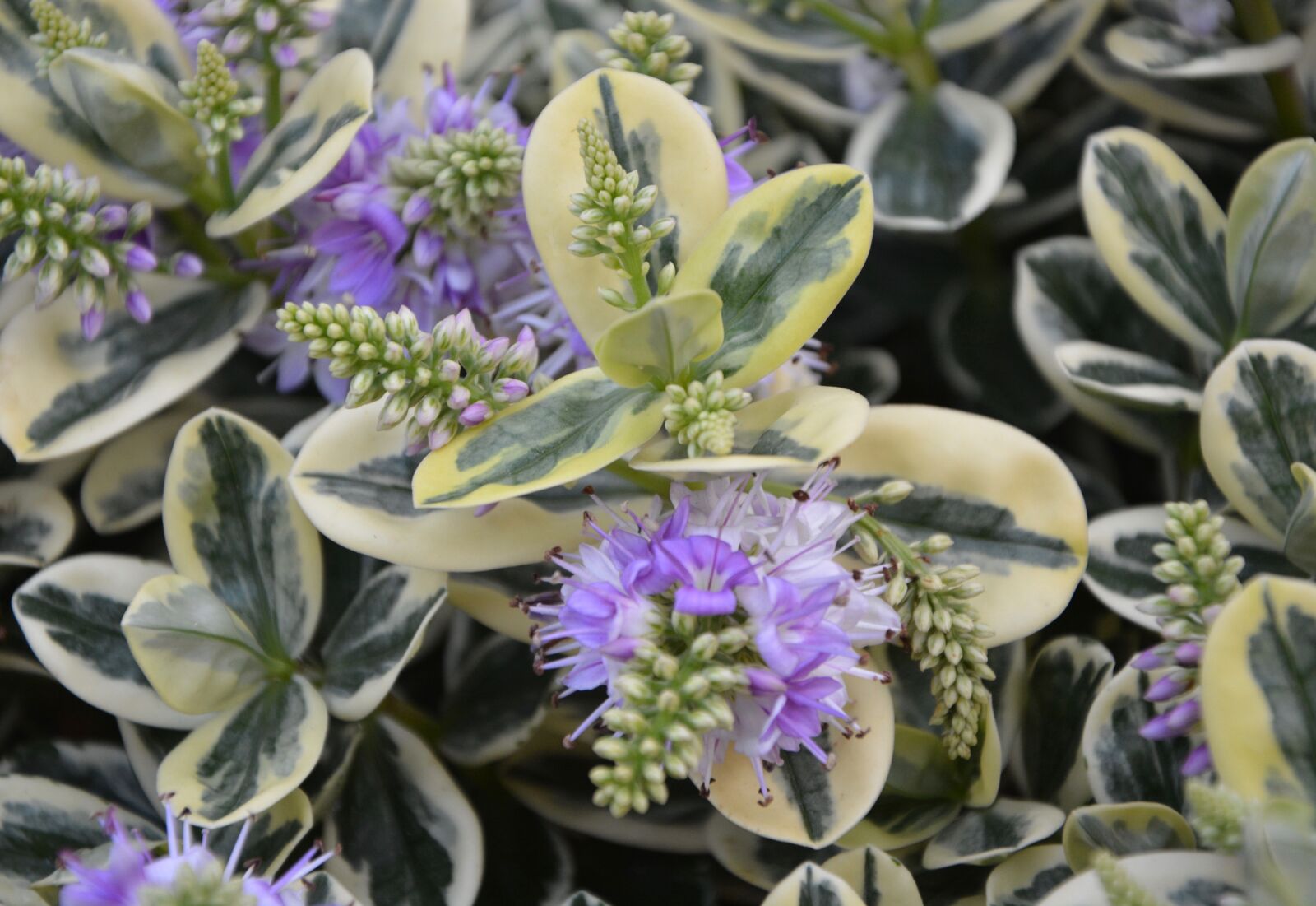 Nikon D5200 sample photo. Flowers, flower flowers flowering photography