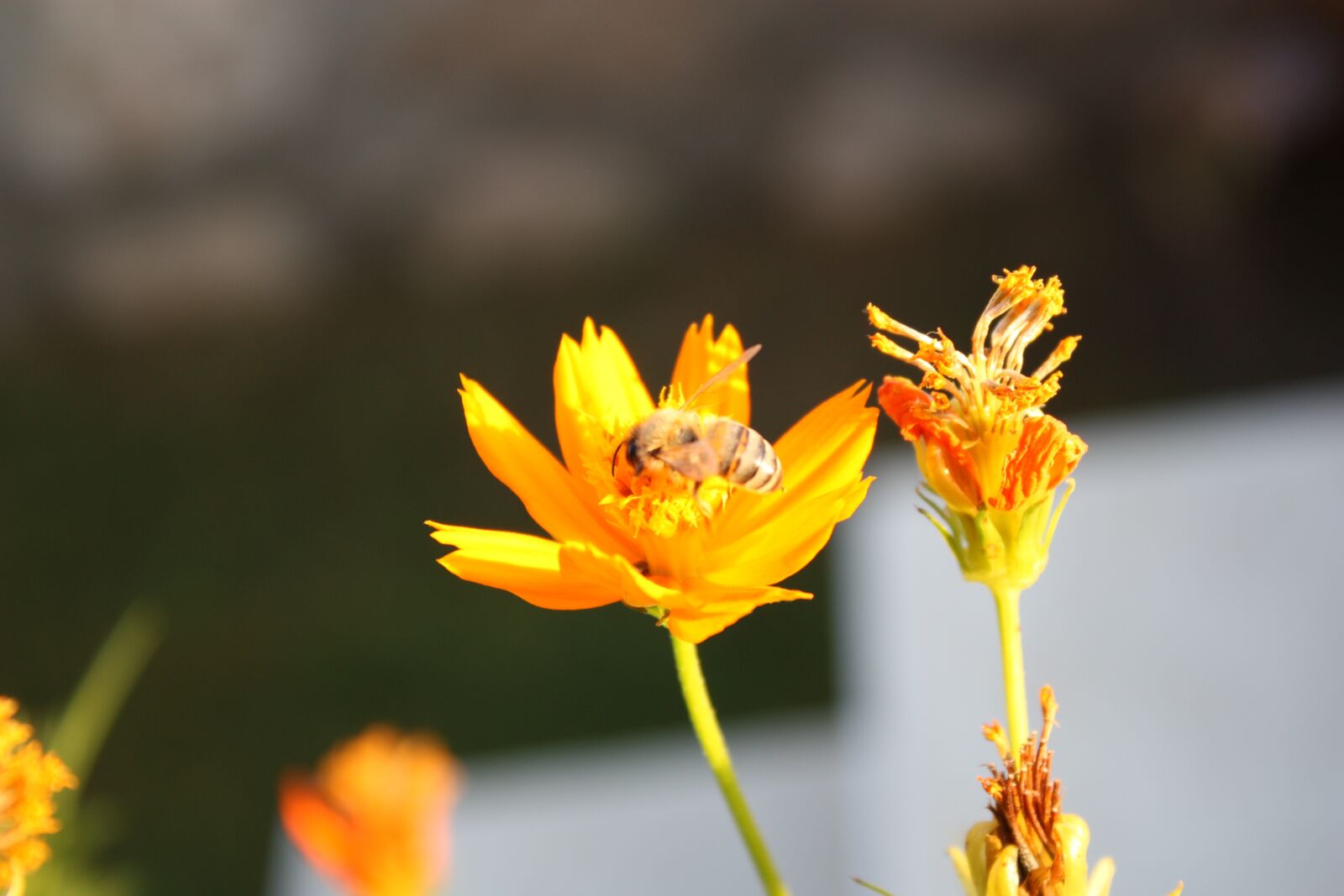 Canon EOS 450D (EOS Rebel XSi / EOS Kiss X2) sample photo. Bee, flower, insect photography