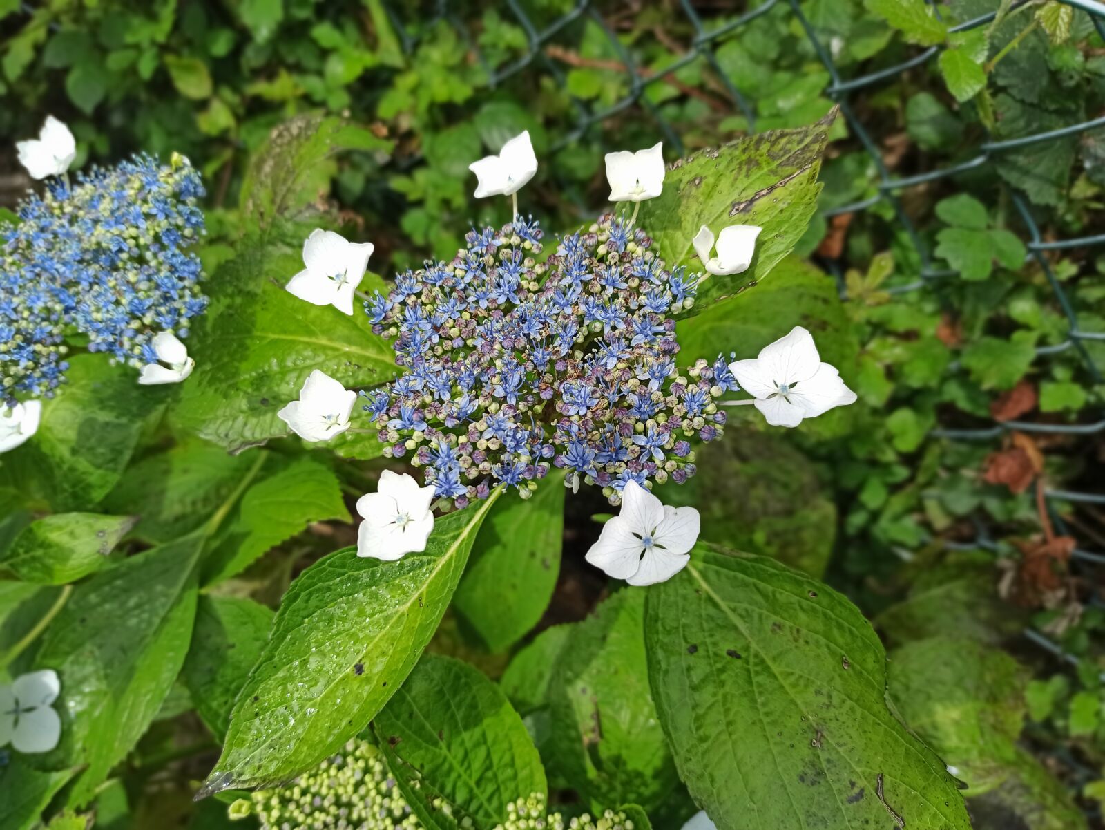 Xiaomi Redmi Note 8 Pro sample photo. Flores, primavera, naturaleza photography