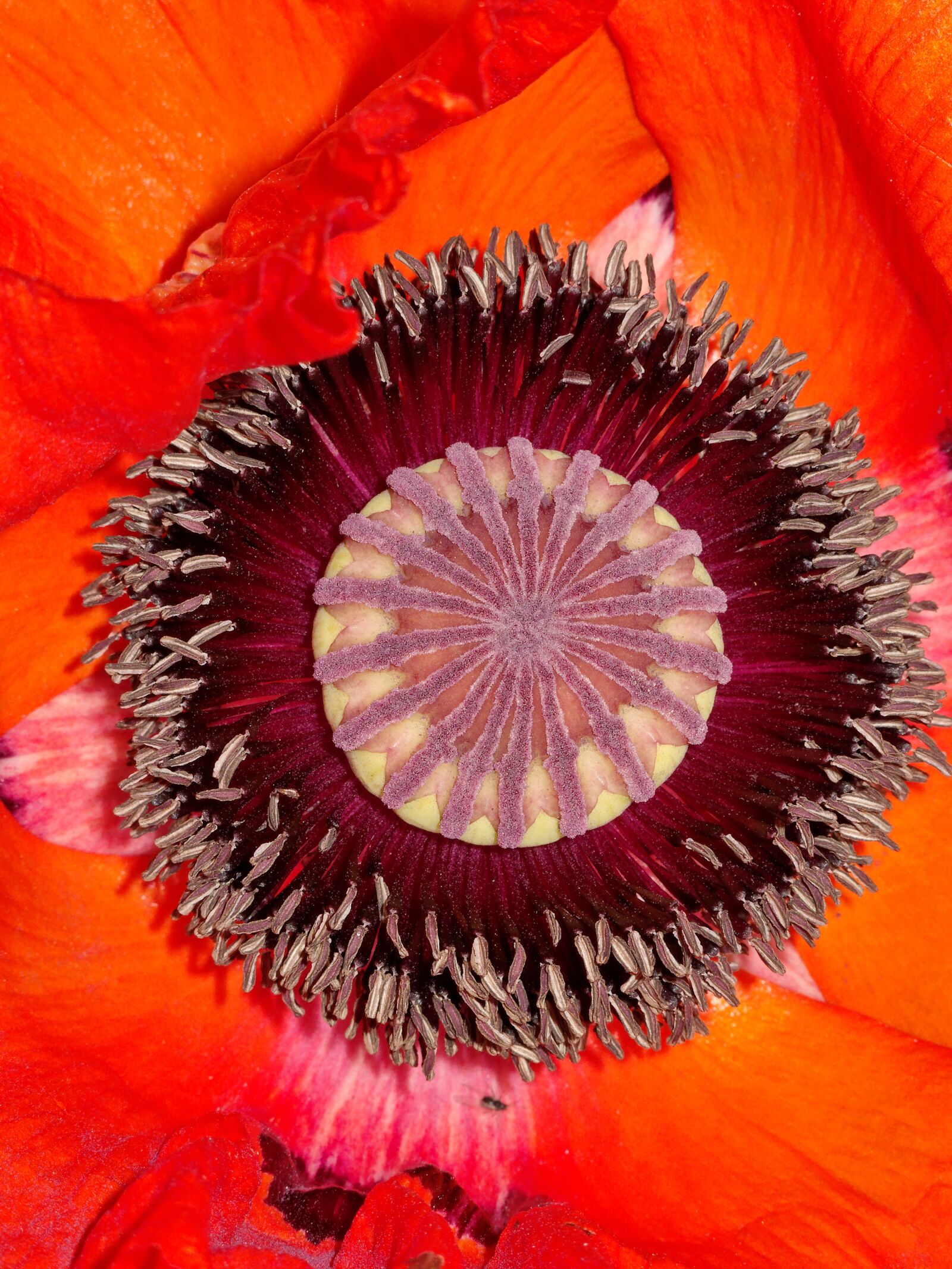 Canon PowerShot G12 sample photo. Poppy, flower, summer photography
