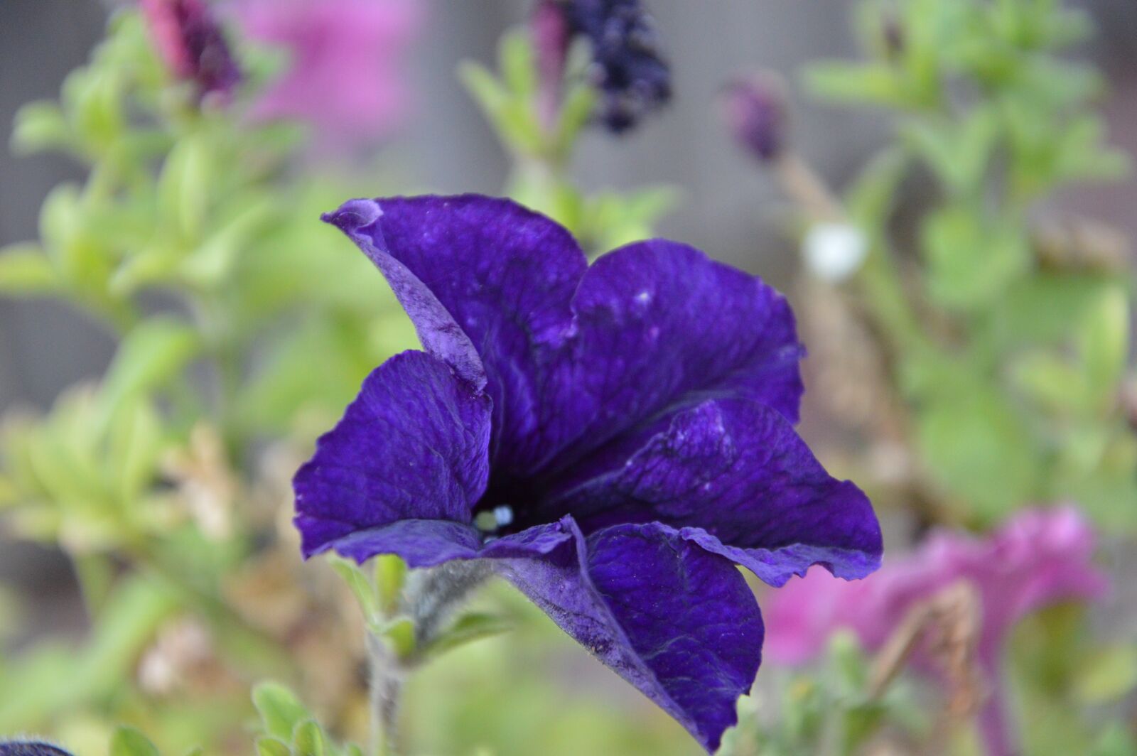 Nikon D3200 sample photo. Petun′â, flower, blue photography