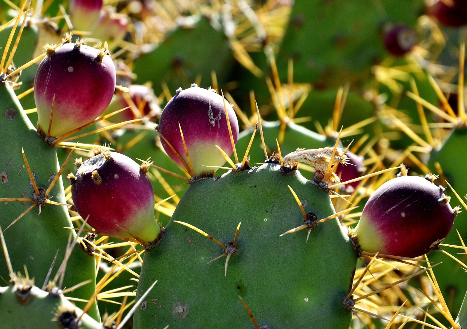 Nikon D5000 sample photo. Cactus, nature, plant photography