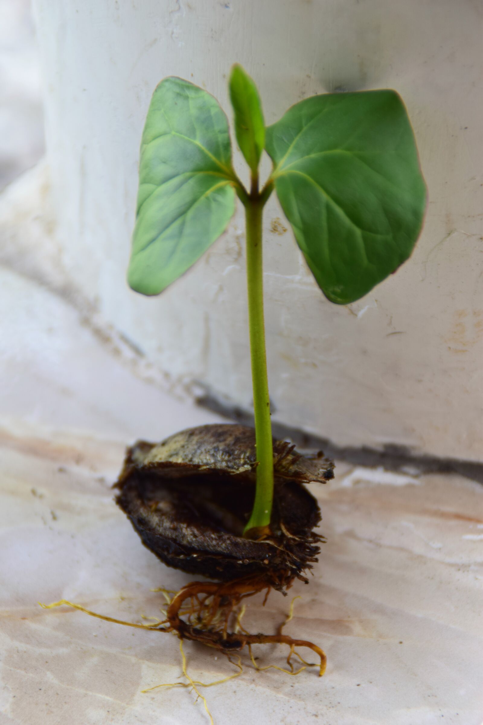 Nikon D5300 sample photo. Tree, seedling, engine photography