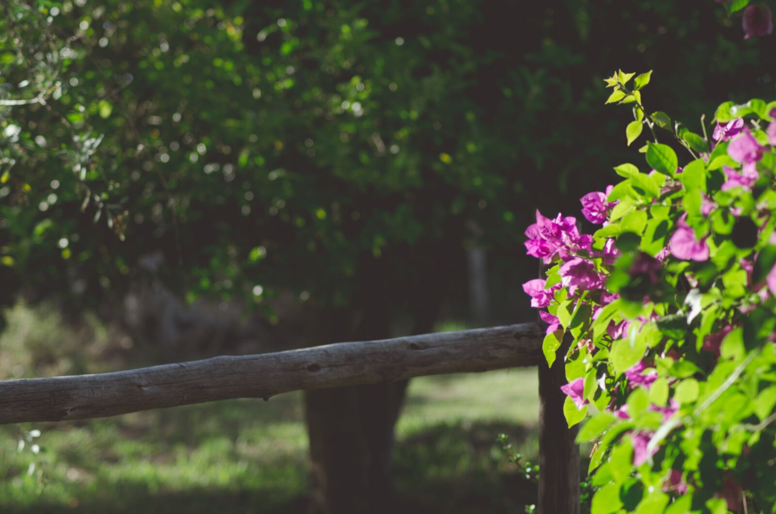 Nikon D7000 sample photo. Bougainvillea, flower, purple photography