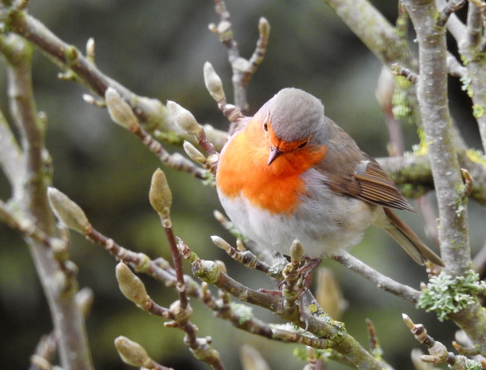 Nikon Coolpix P900 sample photo. Robin, bird, on branch photography