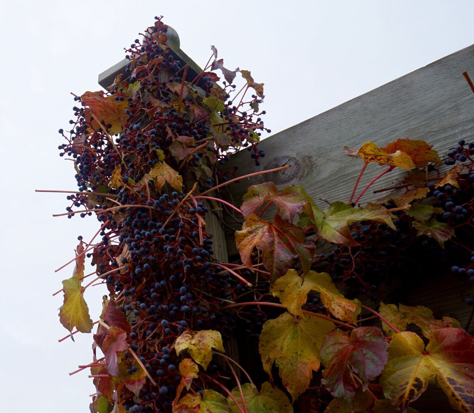 Sony a6000 + Sony E 16mm F2.8 sample photo. Grapes, fall, viticulture photography