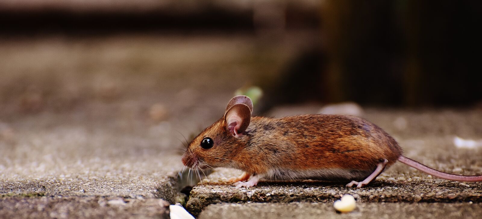 Nikon D7200 sample photo. Mouse, rodent, cute photography