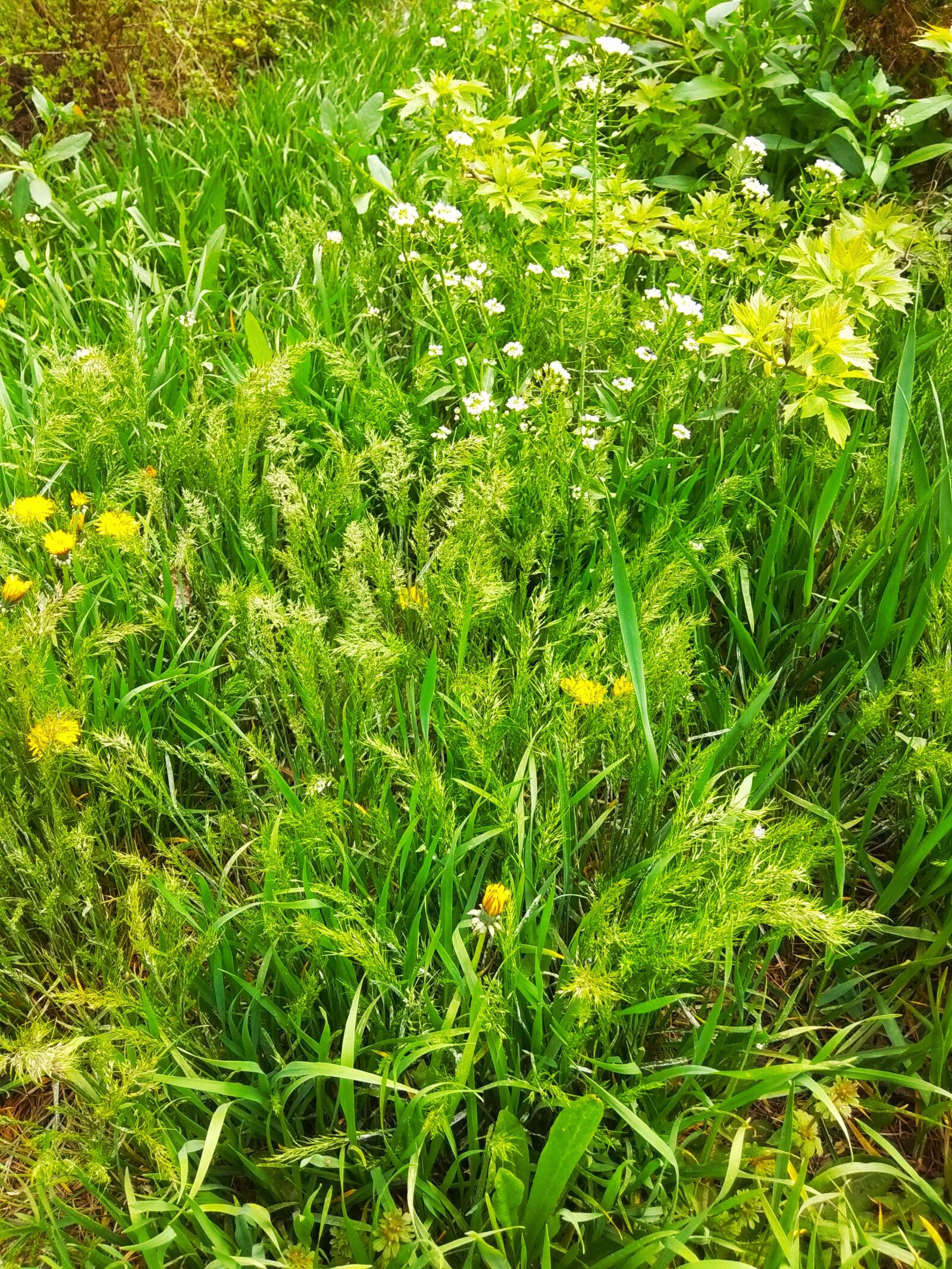 Xiaomi Redmi Note 5A sample photo. Grass, dandelions, spring photography