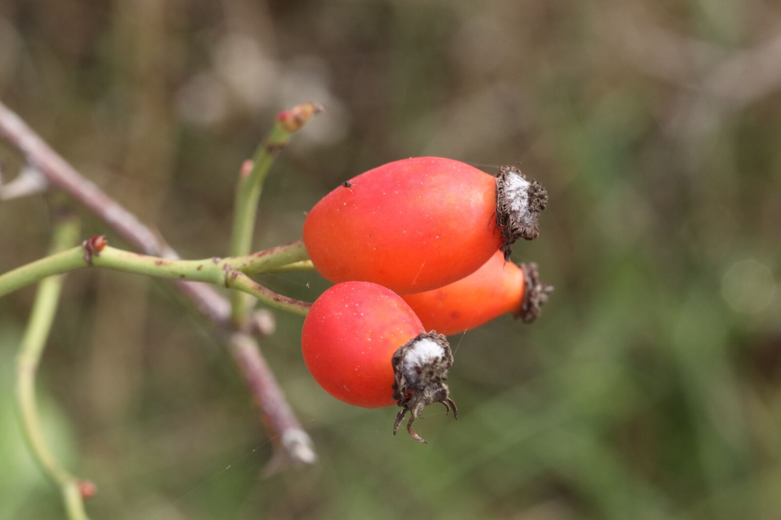 Tamron SP 90mm F2.8 Di VC USD 1:1 Macro sample photo. Rose hip, berry, red photography