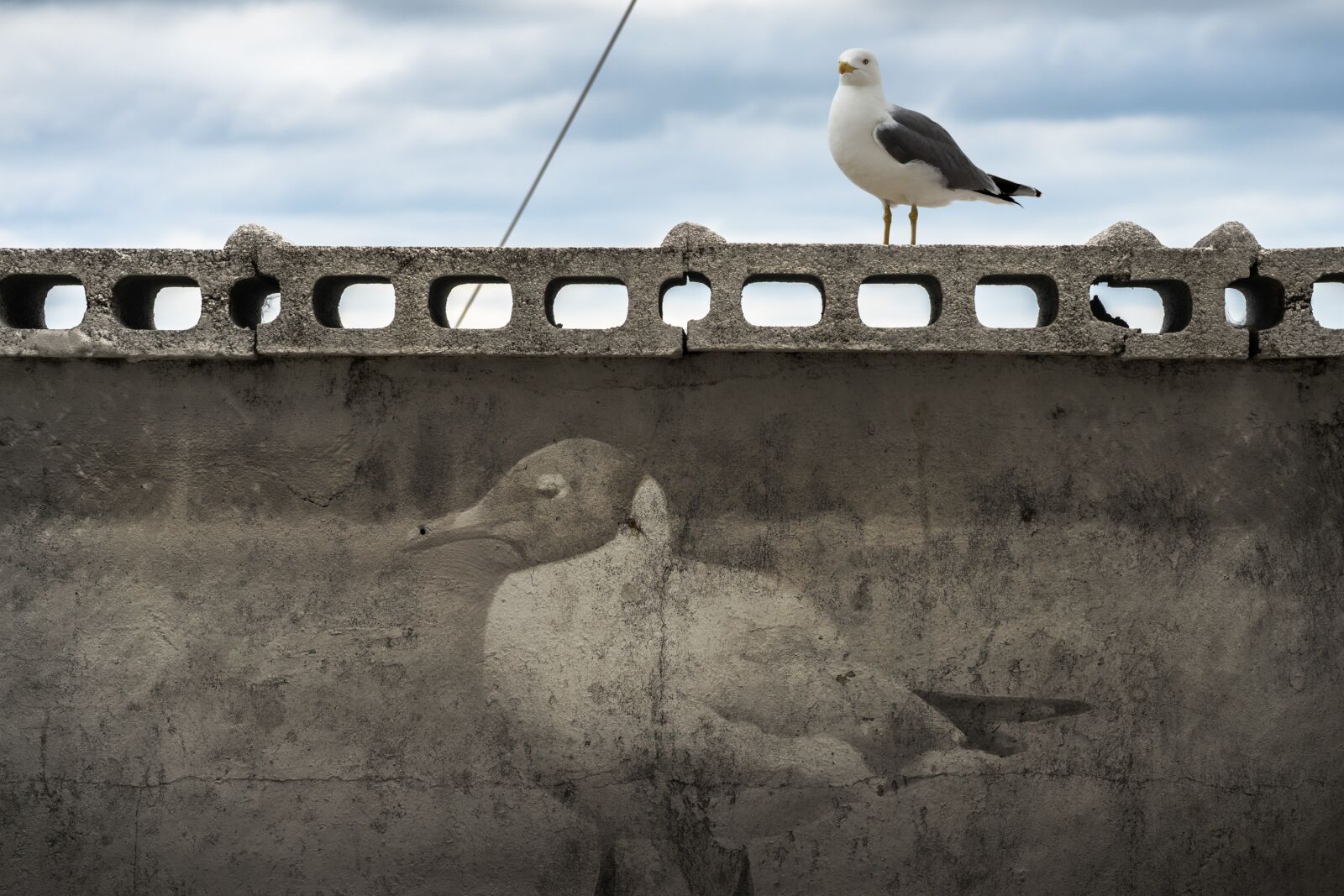 Sony a7 + Sony FE 28-70mm F3.5-5.6 OSS sample photo. Seagull, birds, new photography