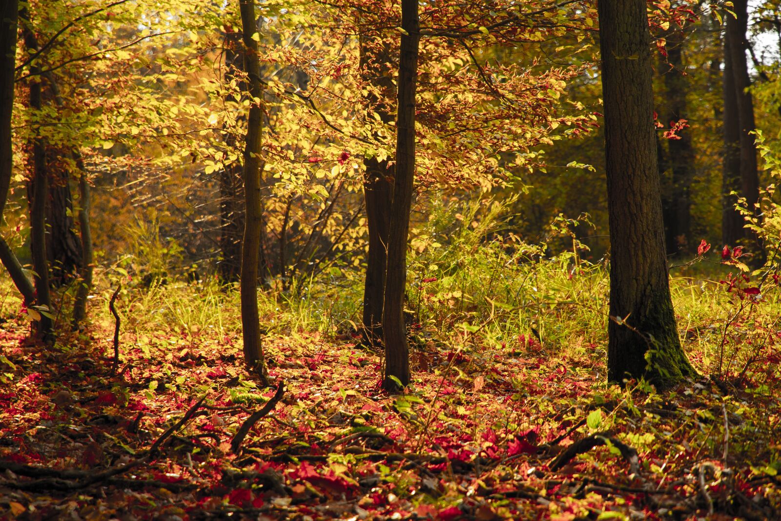 Canon EOS 7D sample photo. Tree, nature, forest photography