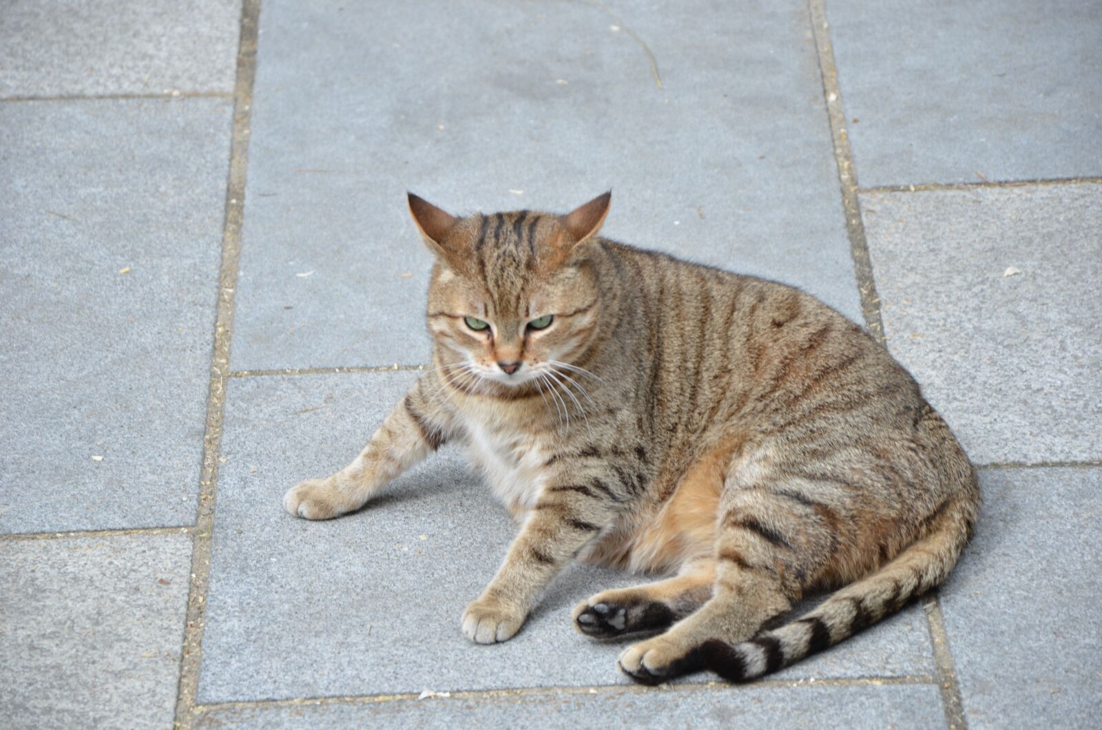 Nikon D7000 sample photo. Cat, tiger cat, domestic photography