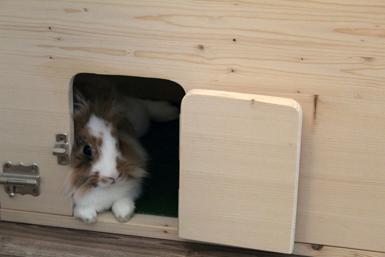 Canon EOS 1300D (EOS Rebel T6 / EOS Kiss X80) sample photo. The lion rabbit, slovakia photography