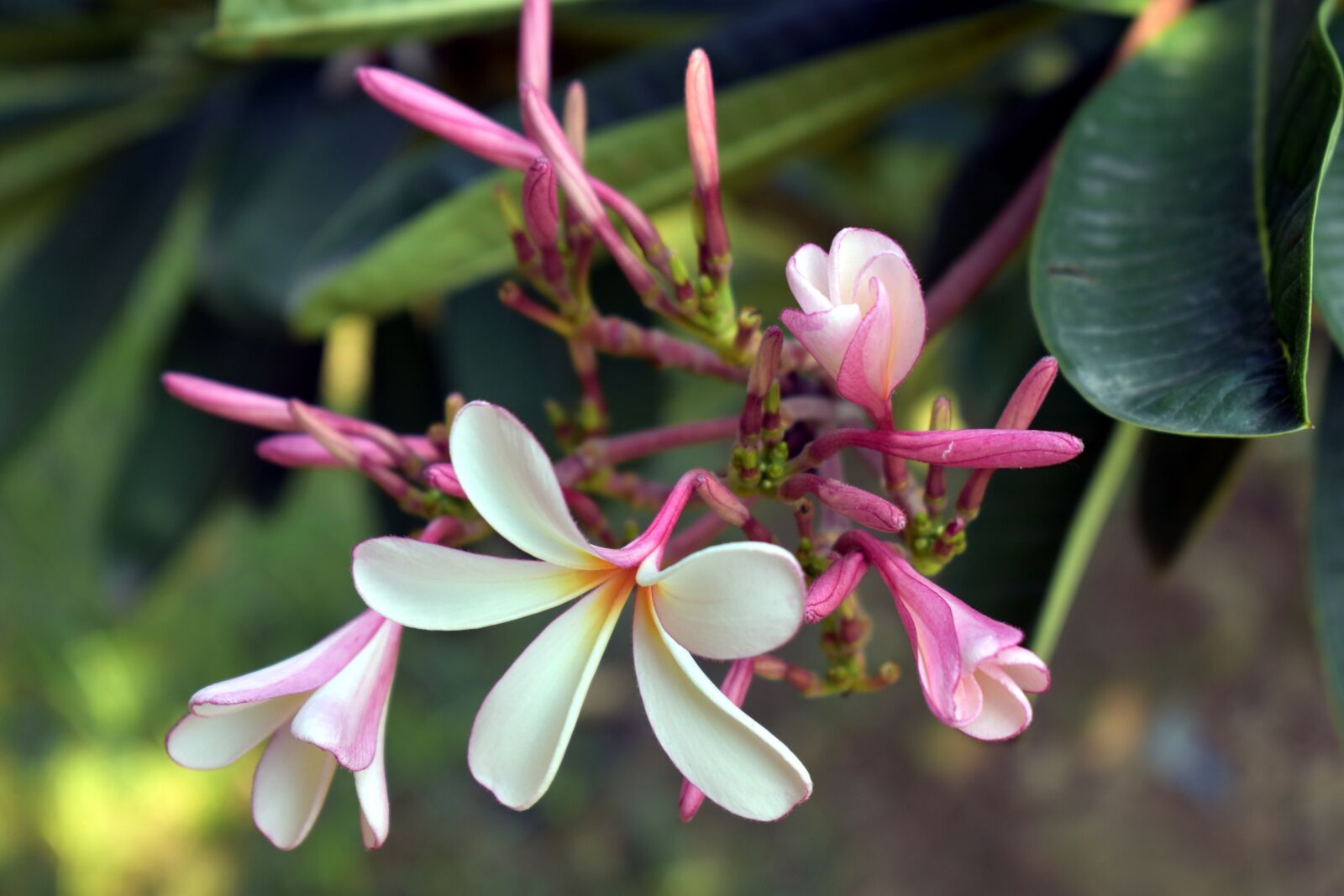 Nikon D5600 sample photo. Singapore white flower, white photography