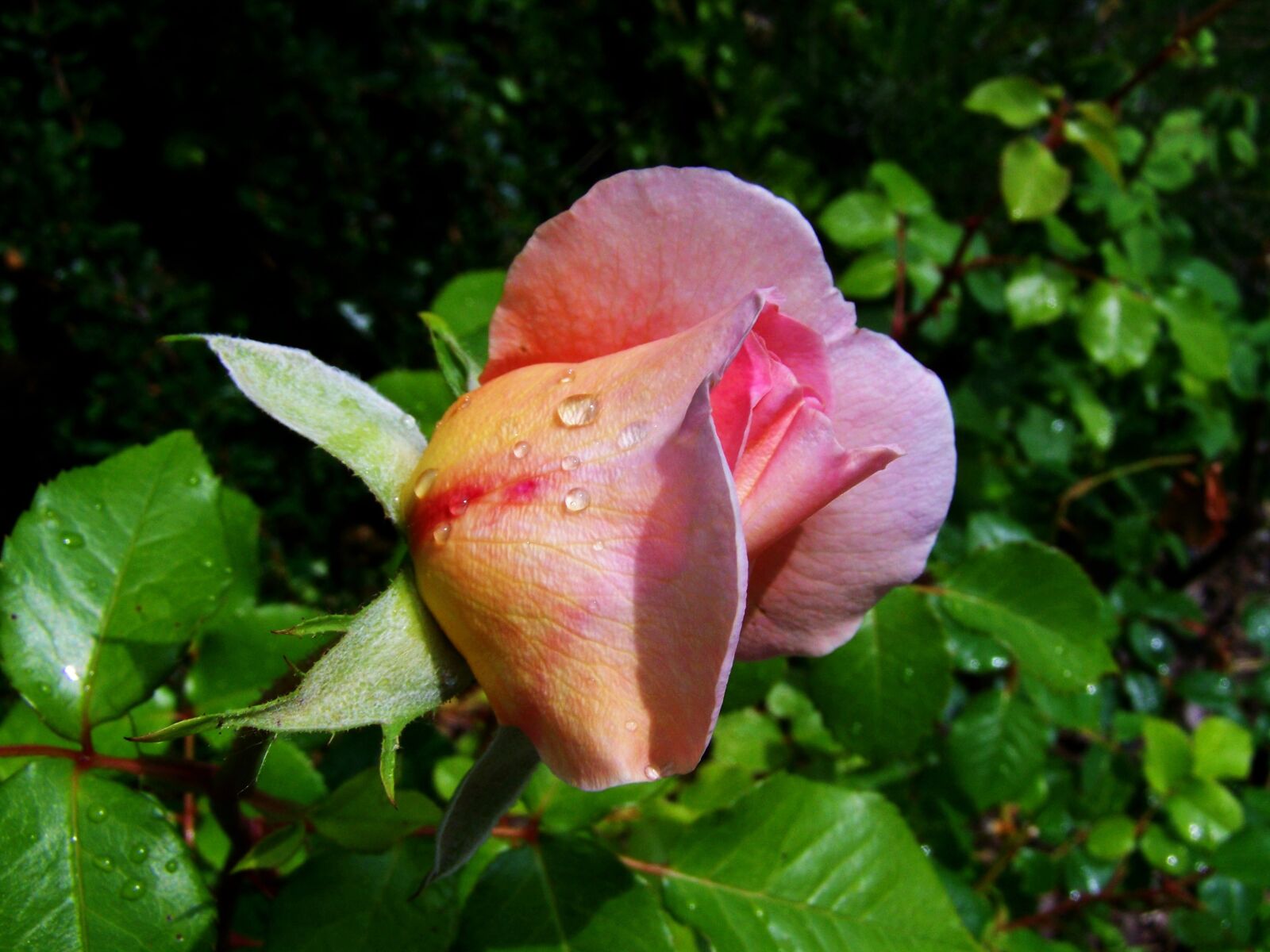 Kodak EASYSHARE ZD710 ZOOM DIGITAL CAMERA sample photo. Rose buds, yellowish-pink flowers photography