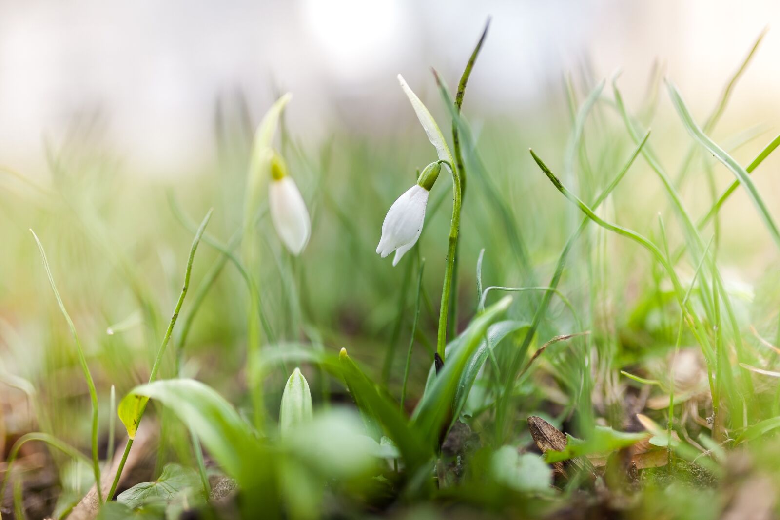 Canon EOS 5D Mark II sample photo. Lily of the valley photography