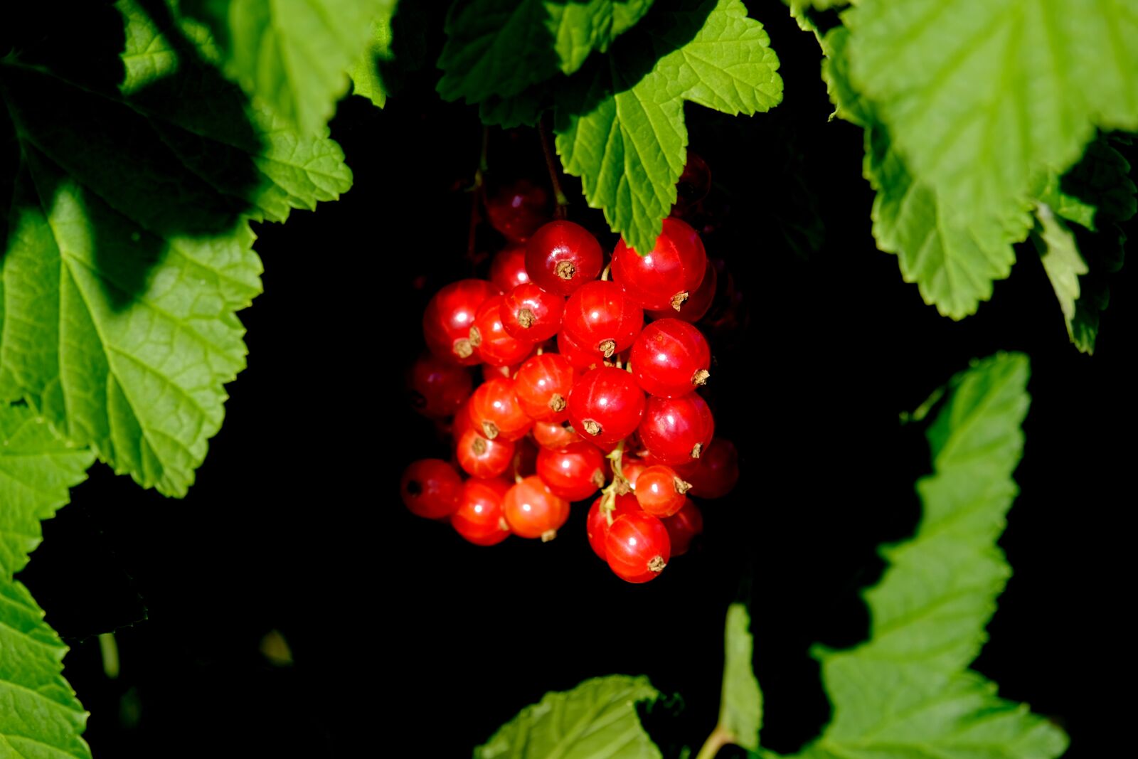 Fujifilm X-T20 sample photo. Currants, berries, red currant photography