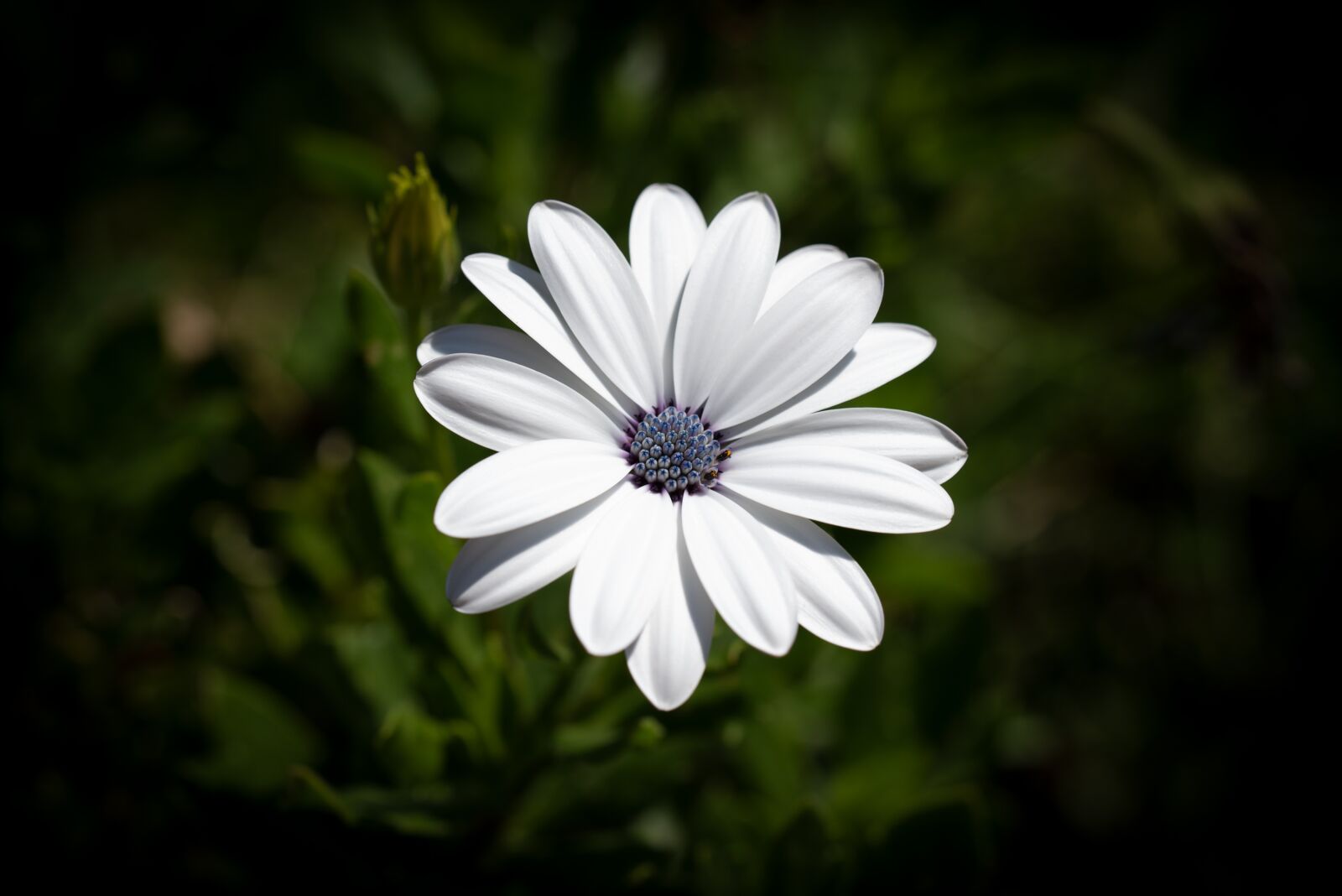 Nikon D750 sample photo. Flower, blossom, bloom photography