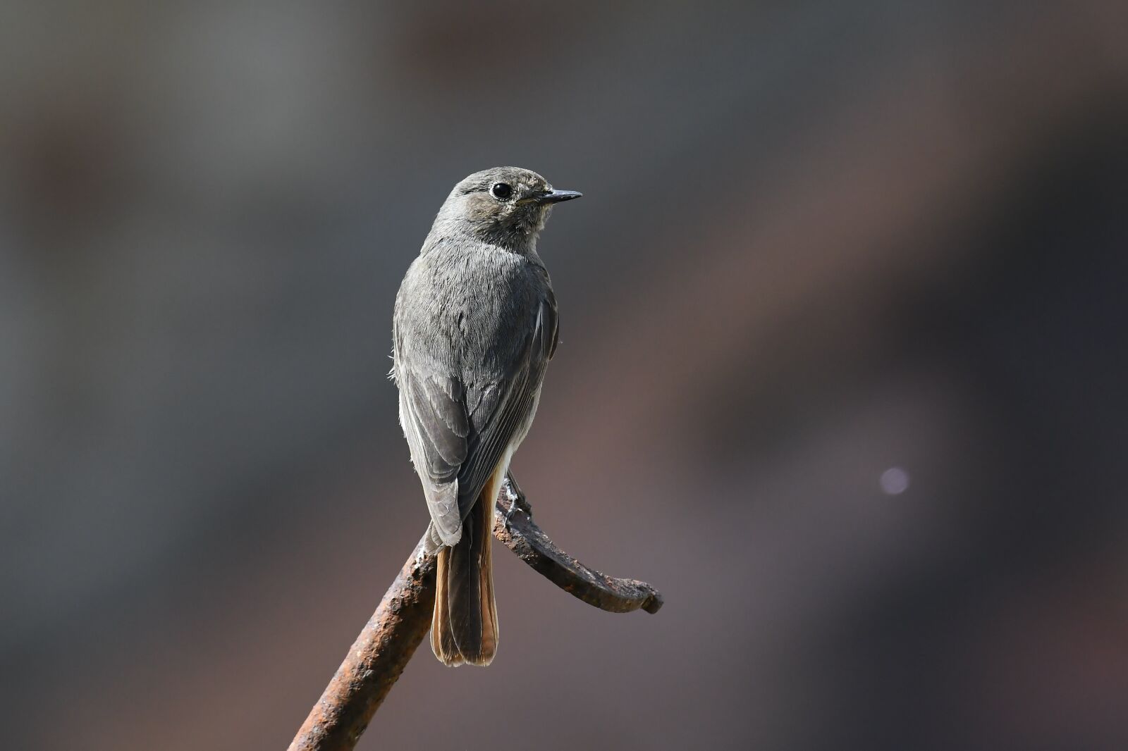 Nikon D500 sample photo. Bird, nature, feathers photography