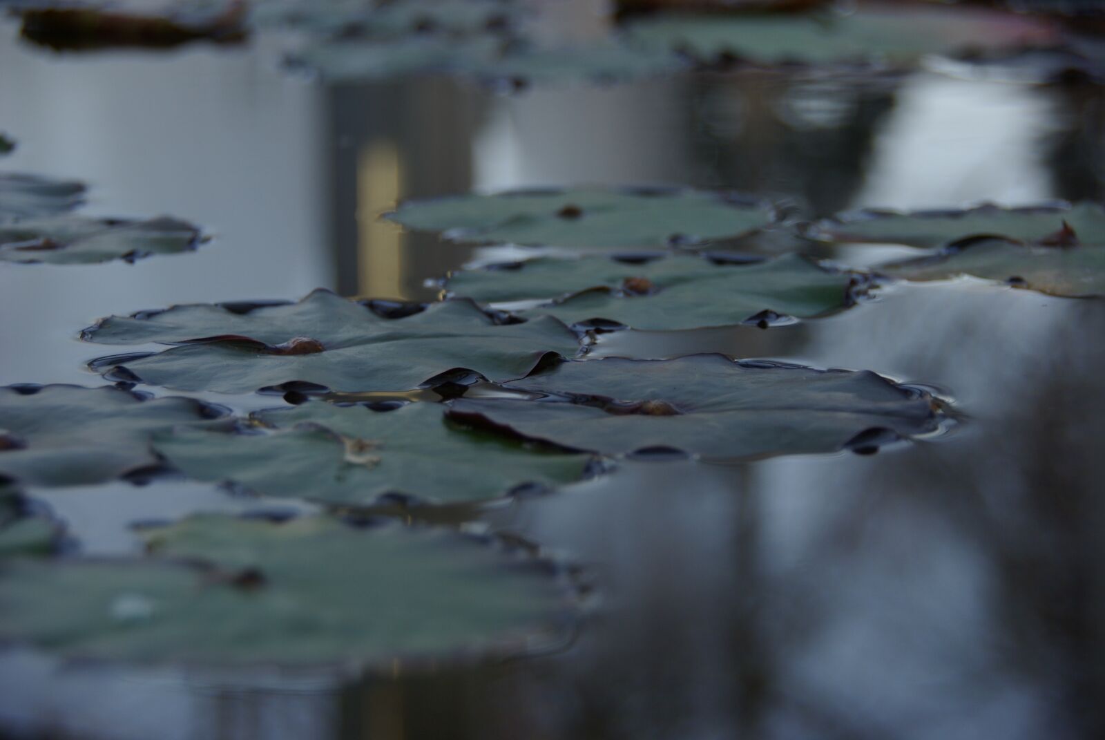 Samsung GX-10 sample photo. Arboretum, lotus leaf, pond photography
