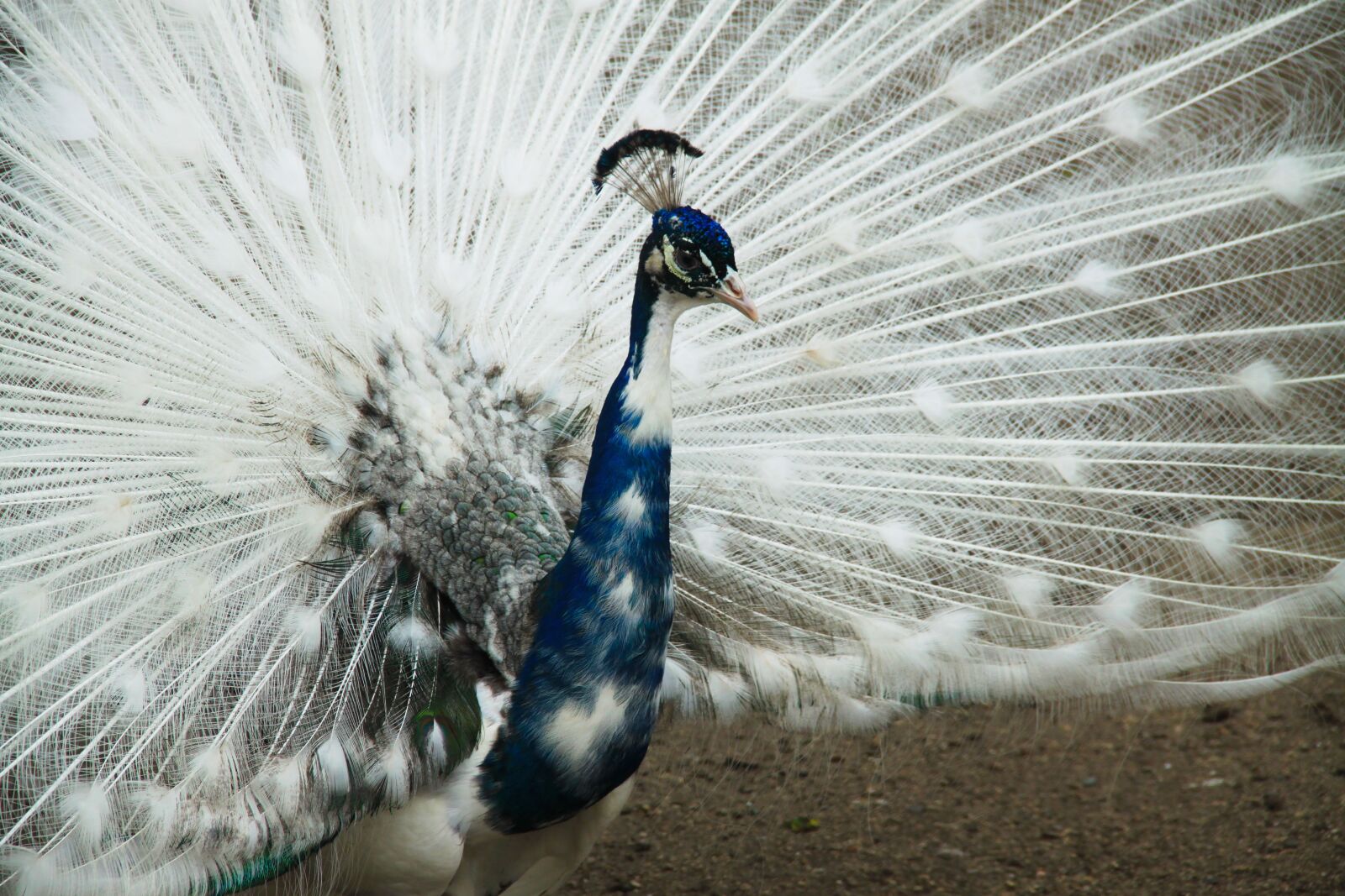 Canon EOS 500D (EOS Rebel T1i / EOS Kiss X3) sample photo. Peacock, zoo, closeup photography