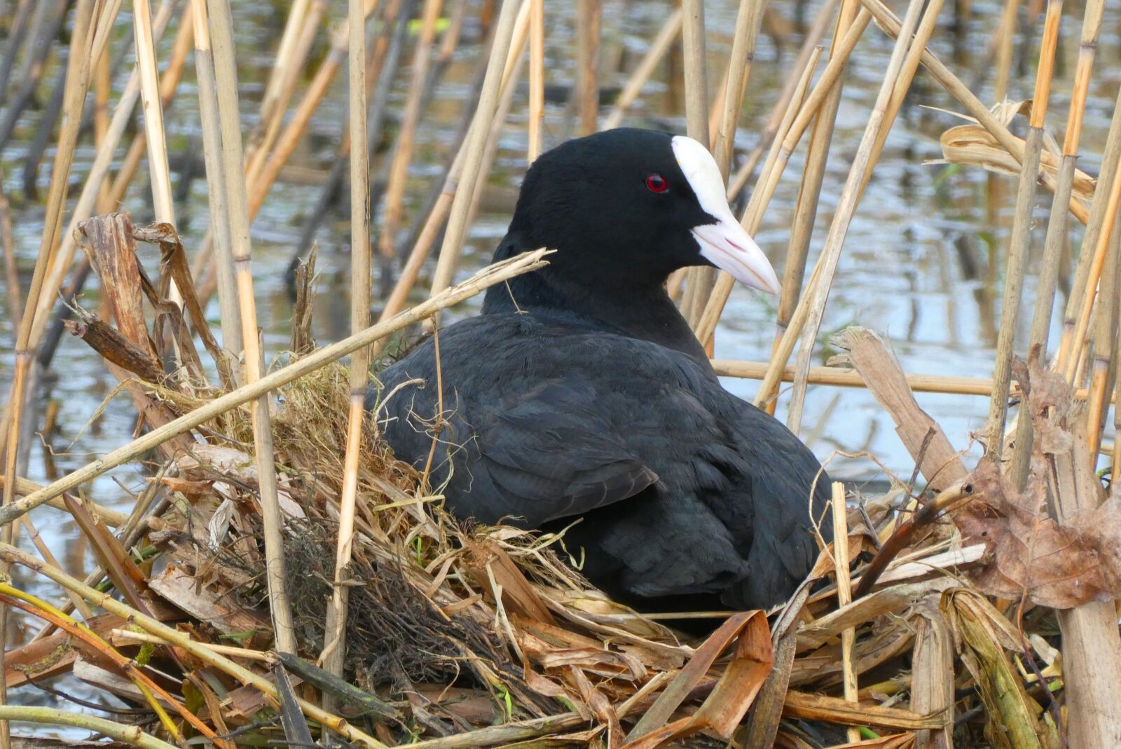 Panasonic Lumix DC-ZS70 (Lumix DC-TZ90) sample photo. Coot, nest, hatch photography